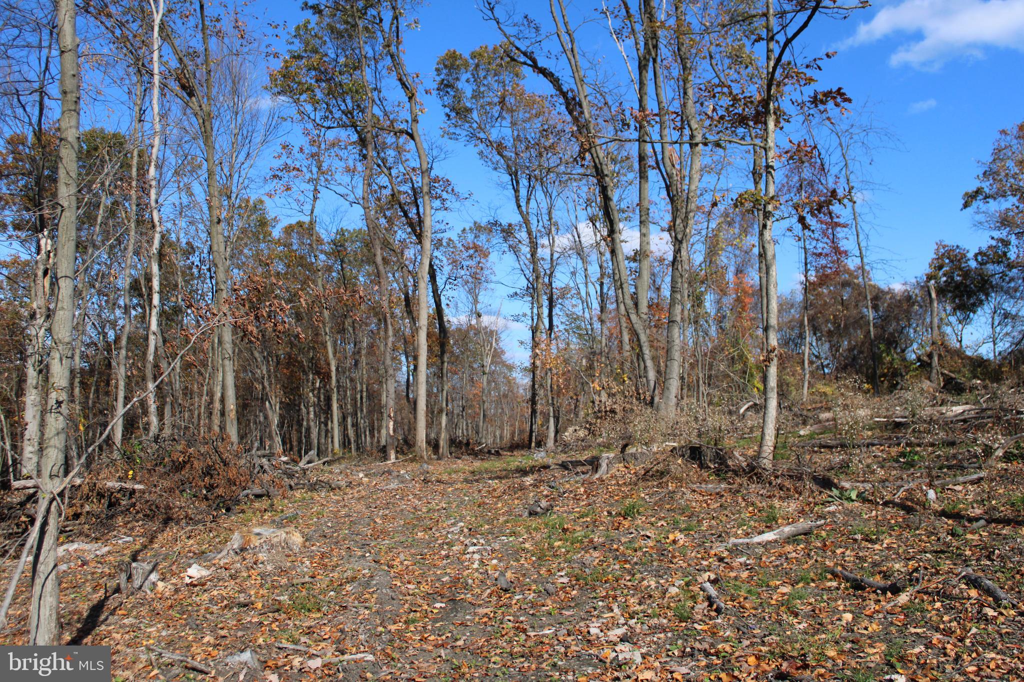 76-acres Queens Point Road Southwest Westernport, MD 21562 - Photo 64 of 74