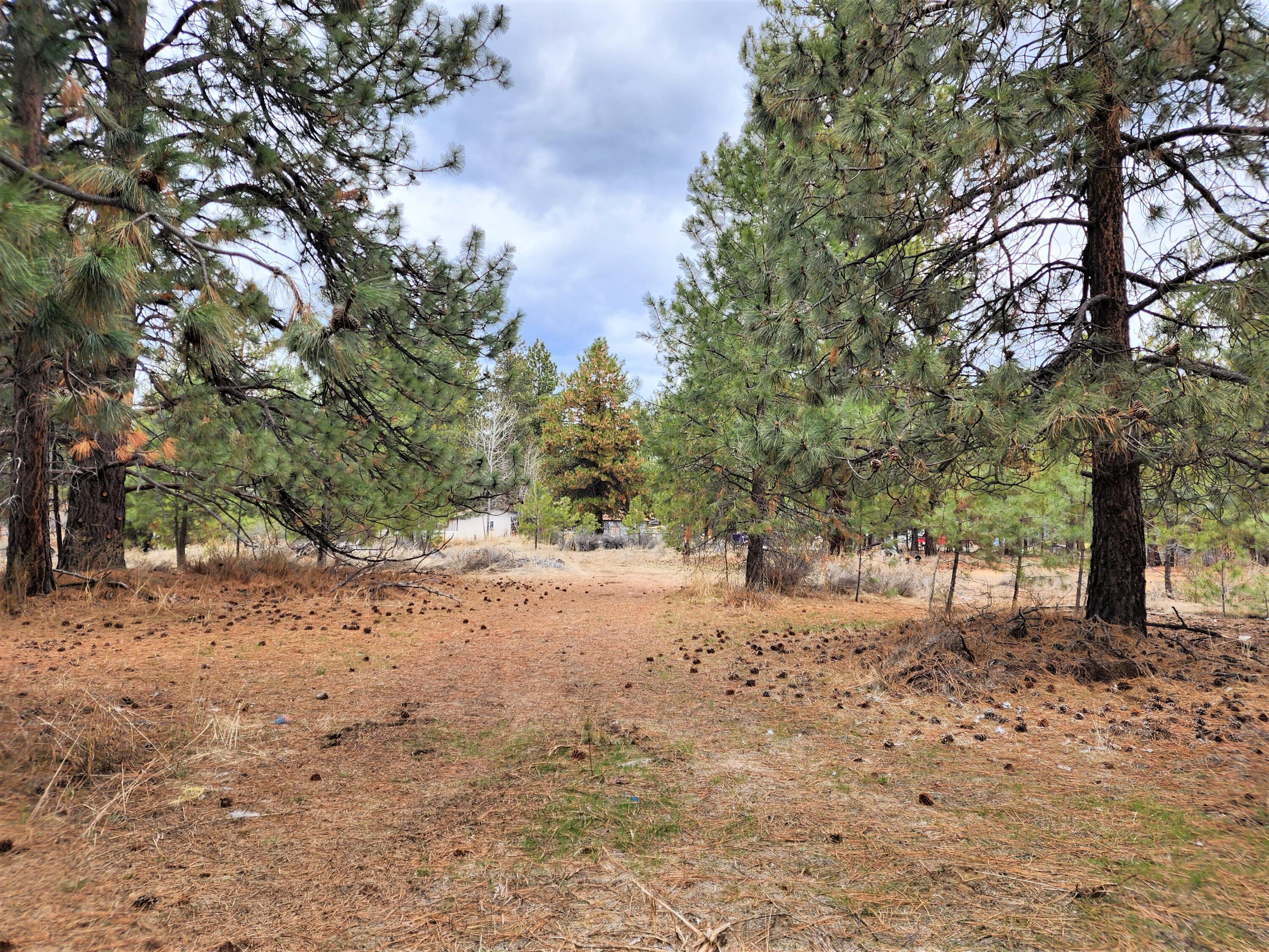 60019 Cheyenne Road Bend, OR 97702 - Photo 8 of 10 a view of a yard with trees