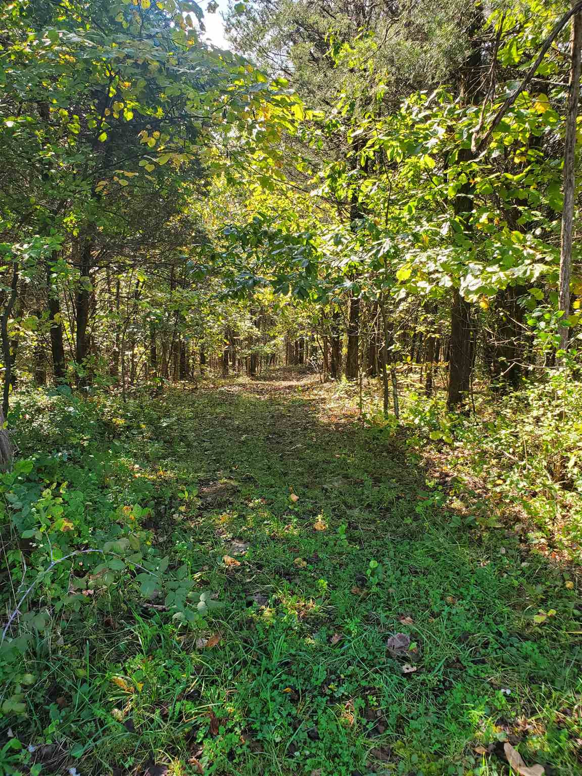 1981 Liberty Ridge Road Falmouth, KY 41040 - Photo 8 of 16 Gallery Image 8