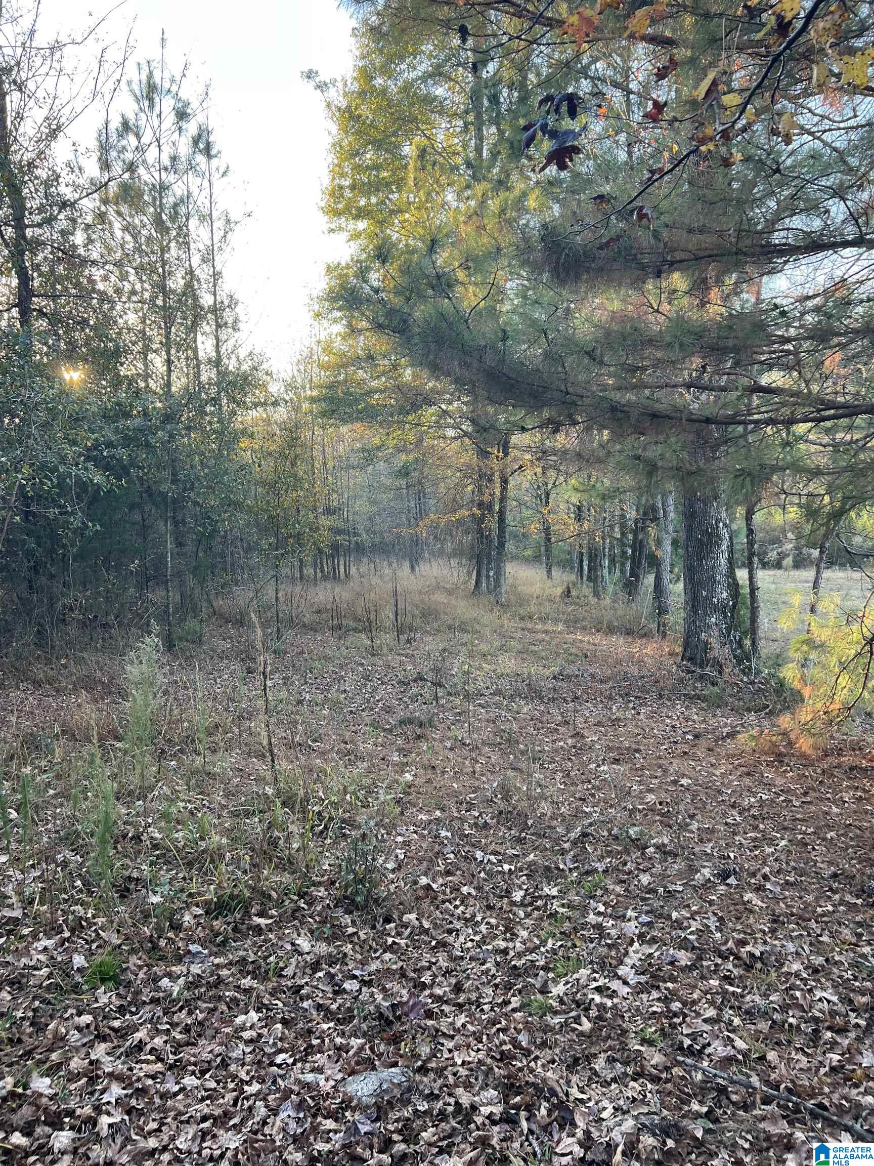 11-acres Risers Mill Road, Unit 11 ACRES Alpine, AL 35014 - Photo 6 of 23