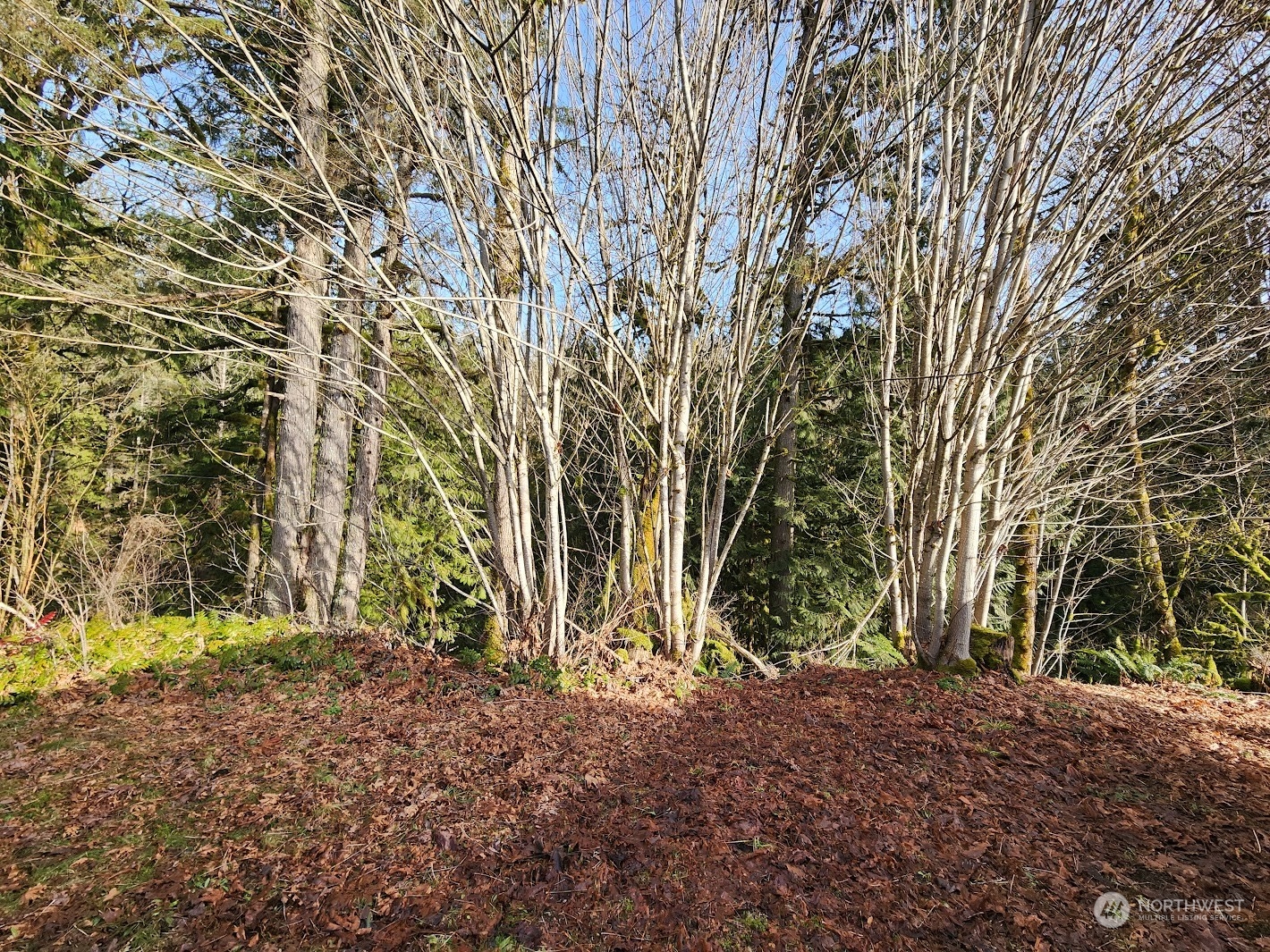 6858 Silver Lake Road Maple Falls, WA 98266 - Photo 12 of 13