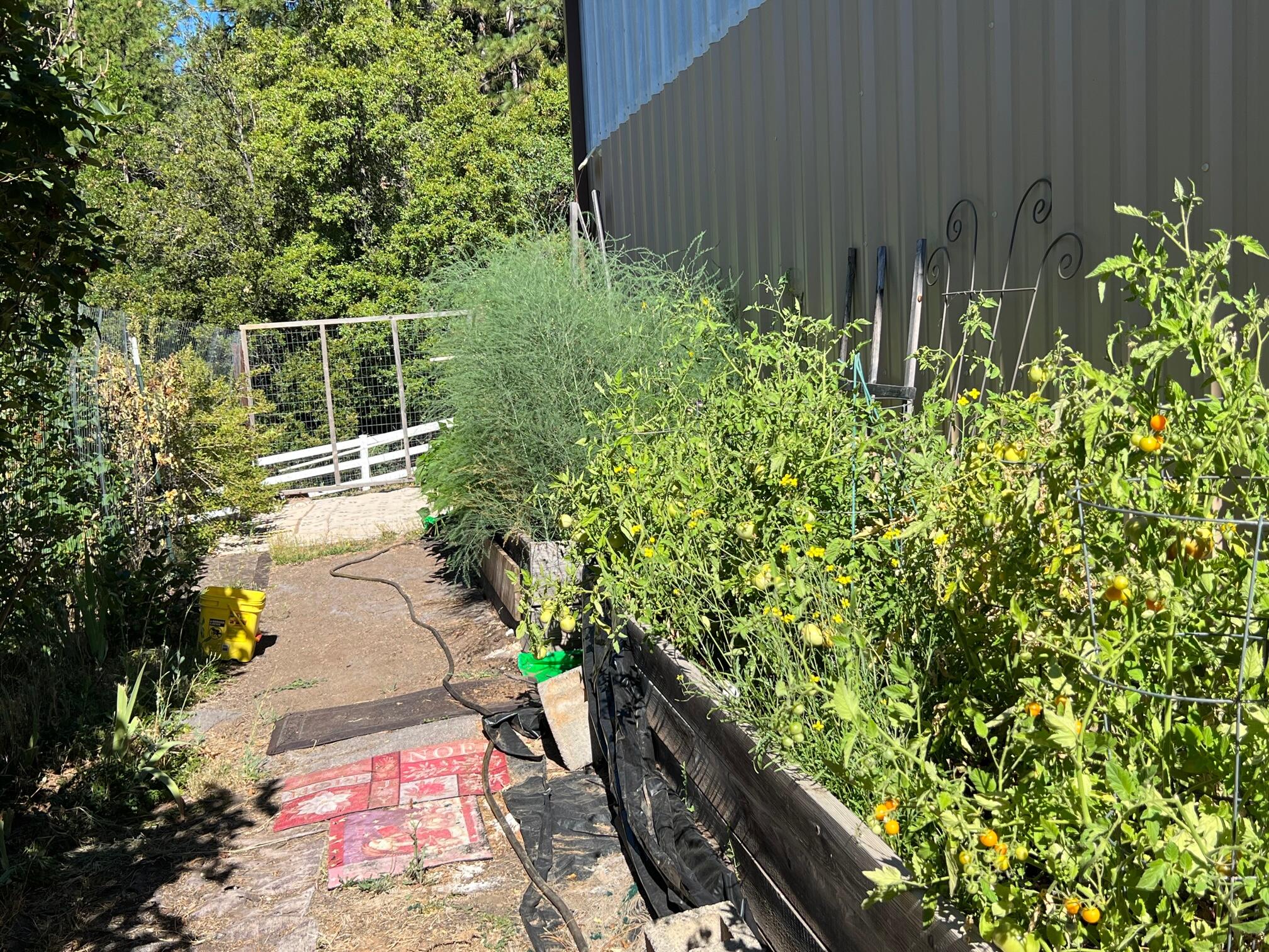14703 Fern Road Whitmore, CA 96096 - Photo 39 of 48 a backyard of a house with lots of green space