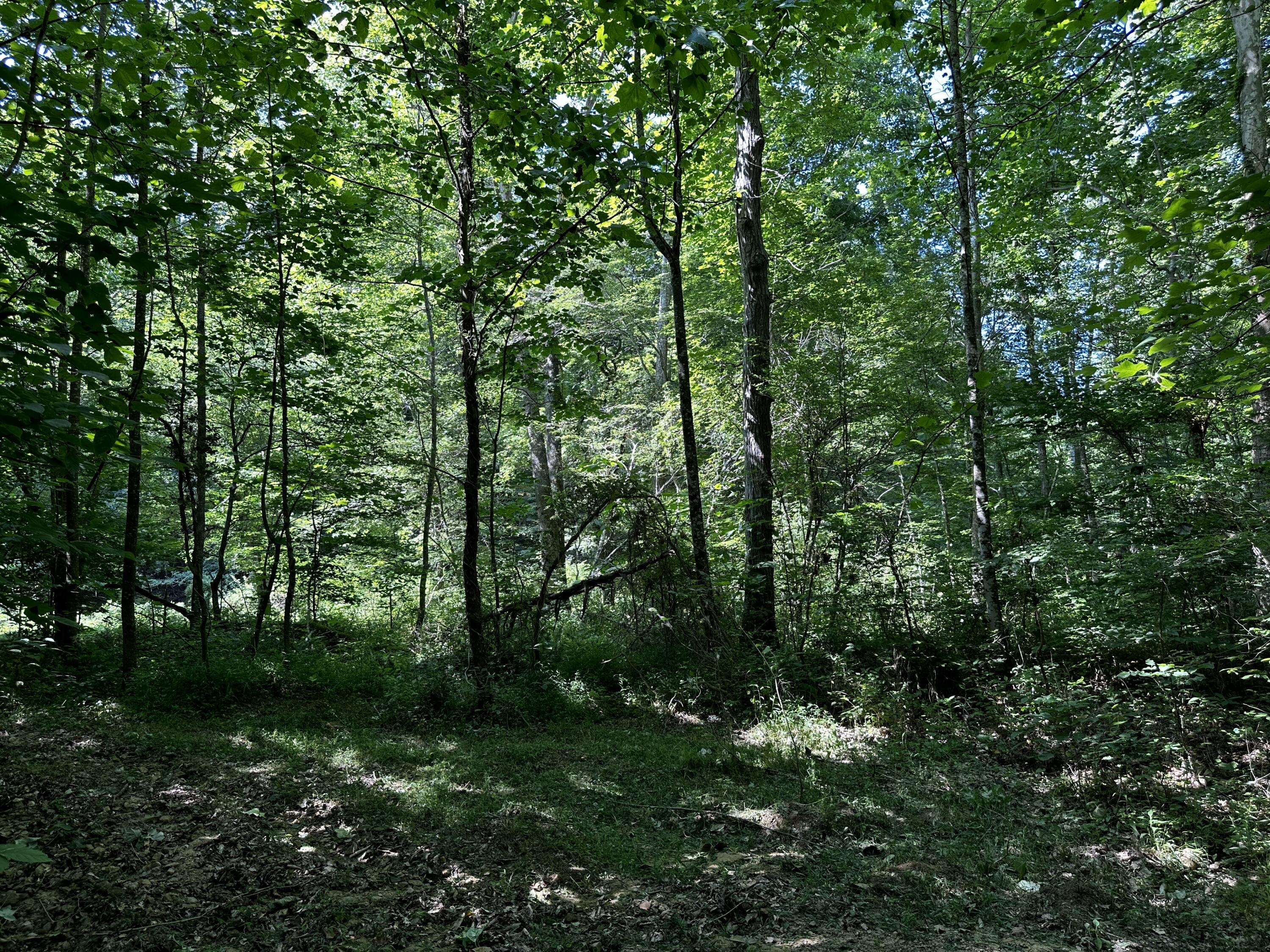 1101 Hull Road, Unit TRACT 9 WOODS WAYNE FOREST) Patriot, OH 45658 - Photo 39 of 61 20240621_150444167_iOS