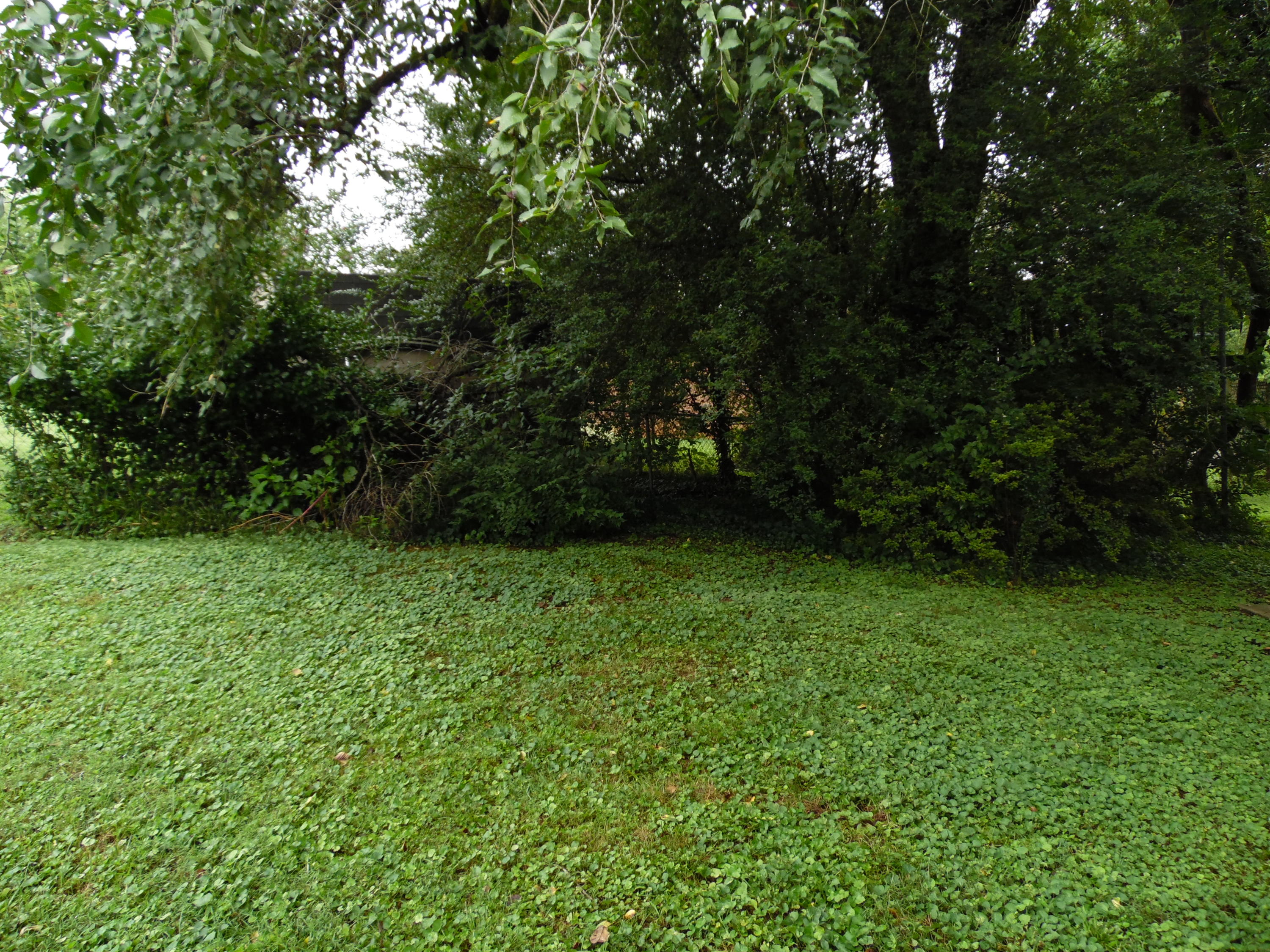 109 Upsal Road Oak Ridge, TN 37830 - Photo 20 of 24 Yard