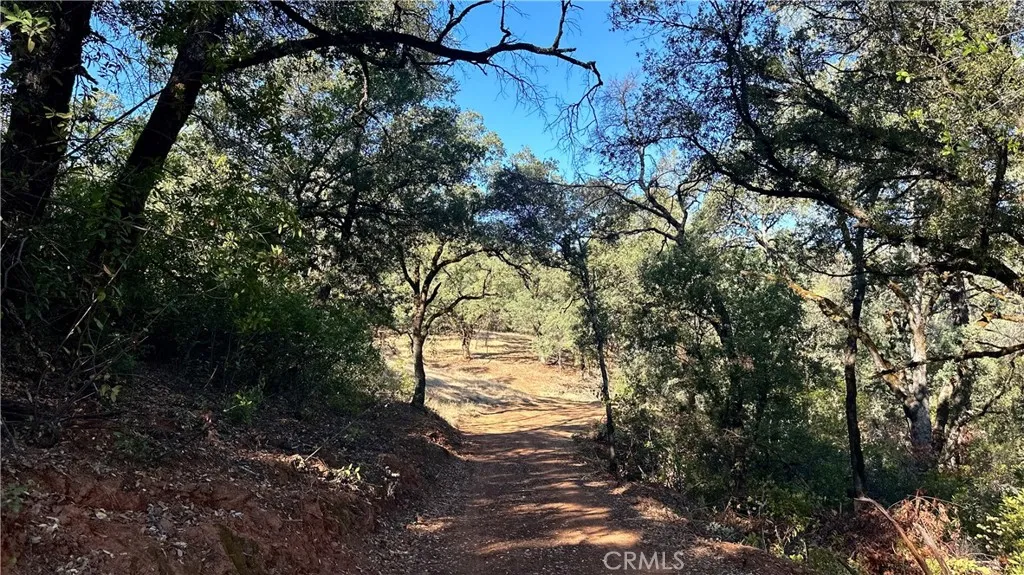 0 Rich Gulch Road Oroville, CA 95965 - Photo 7 of 9 a view of yard with trees
