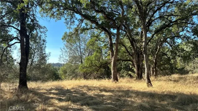 a view of a yard with a tree