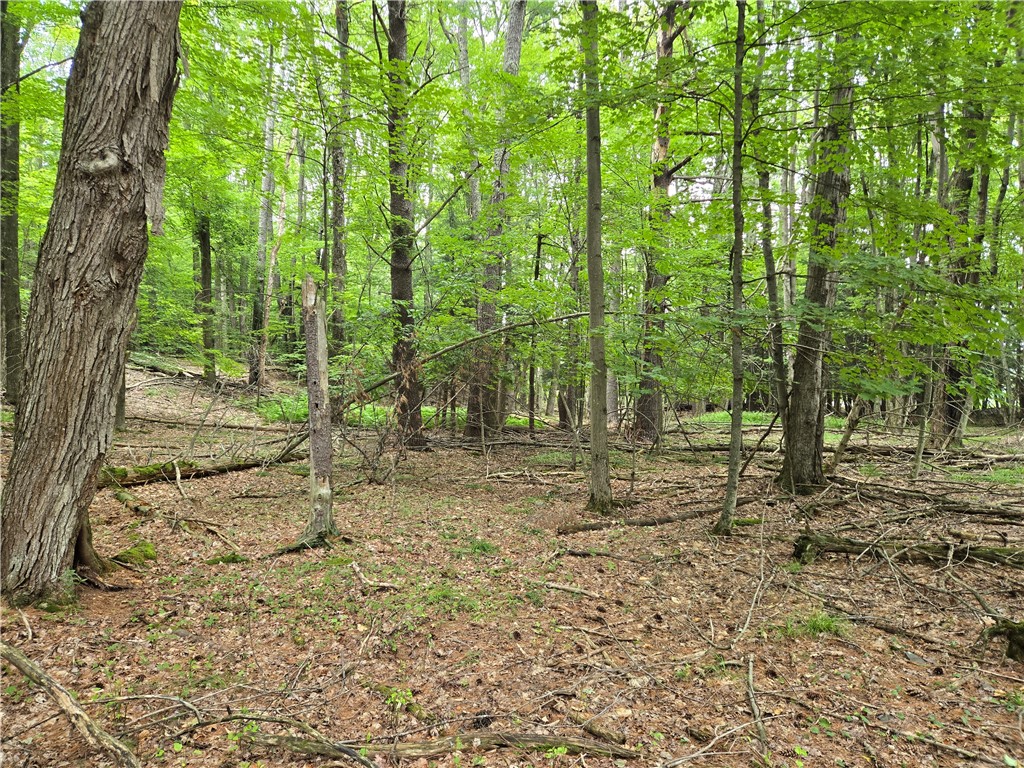 Lot 10 Bull Hill Road Gilboa, NY 12076 - Photo 16 of 42