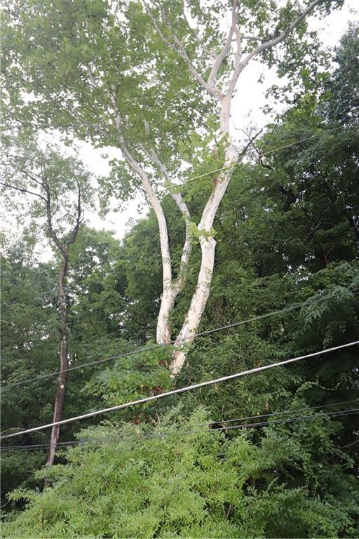 415 Redgate Road Sewickley, PA 15143 - Photo 6 of 25 Timber out birch, maple and other valuable tree$$ to make room for your dream home.