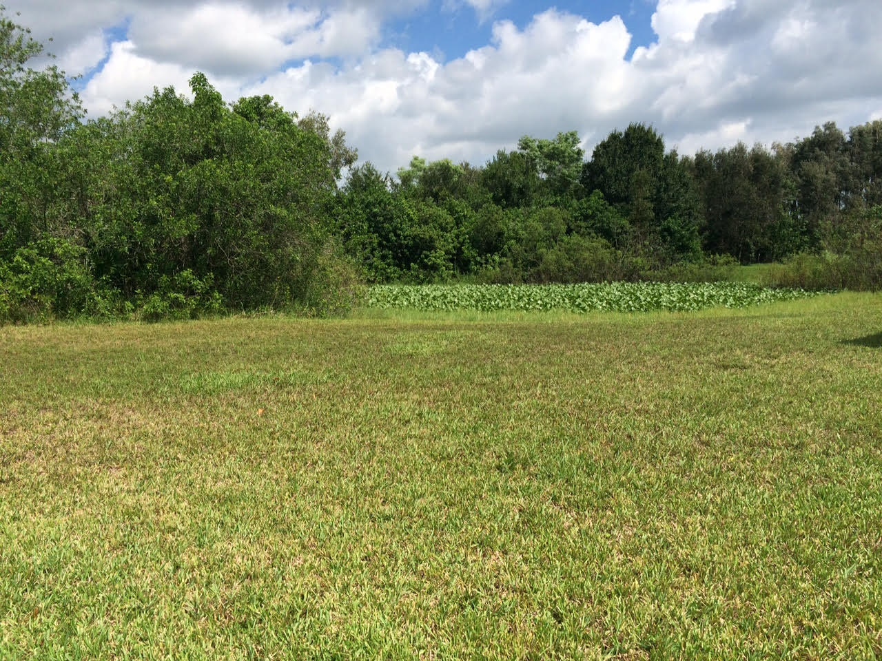 16689 Norris Road Loxahatchee, FL 33470 - Photo 15 of 20 Yard - Back 7