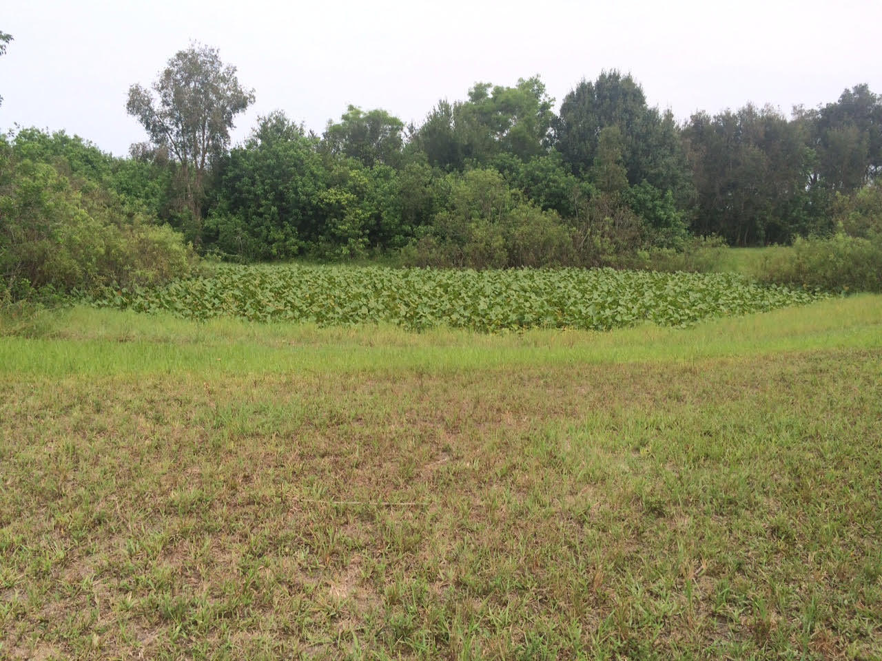 16689 Norris Road Loxahatchee, FL 33470 - Photo 17 of 20 Yard Back 1
