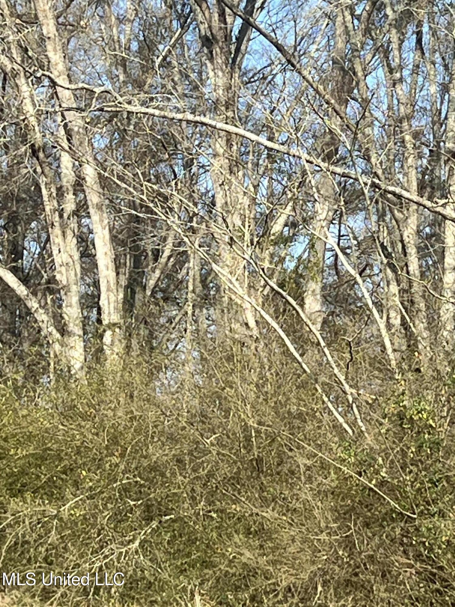 0 Adams Station Road Utica, MS 39175 - Photo 2 of 4 IMG_3848