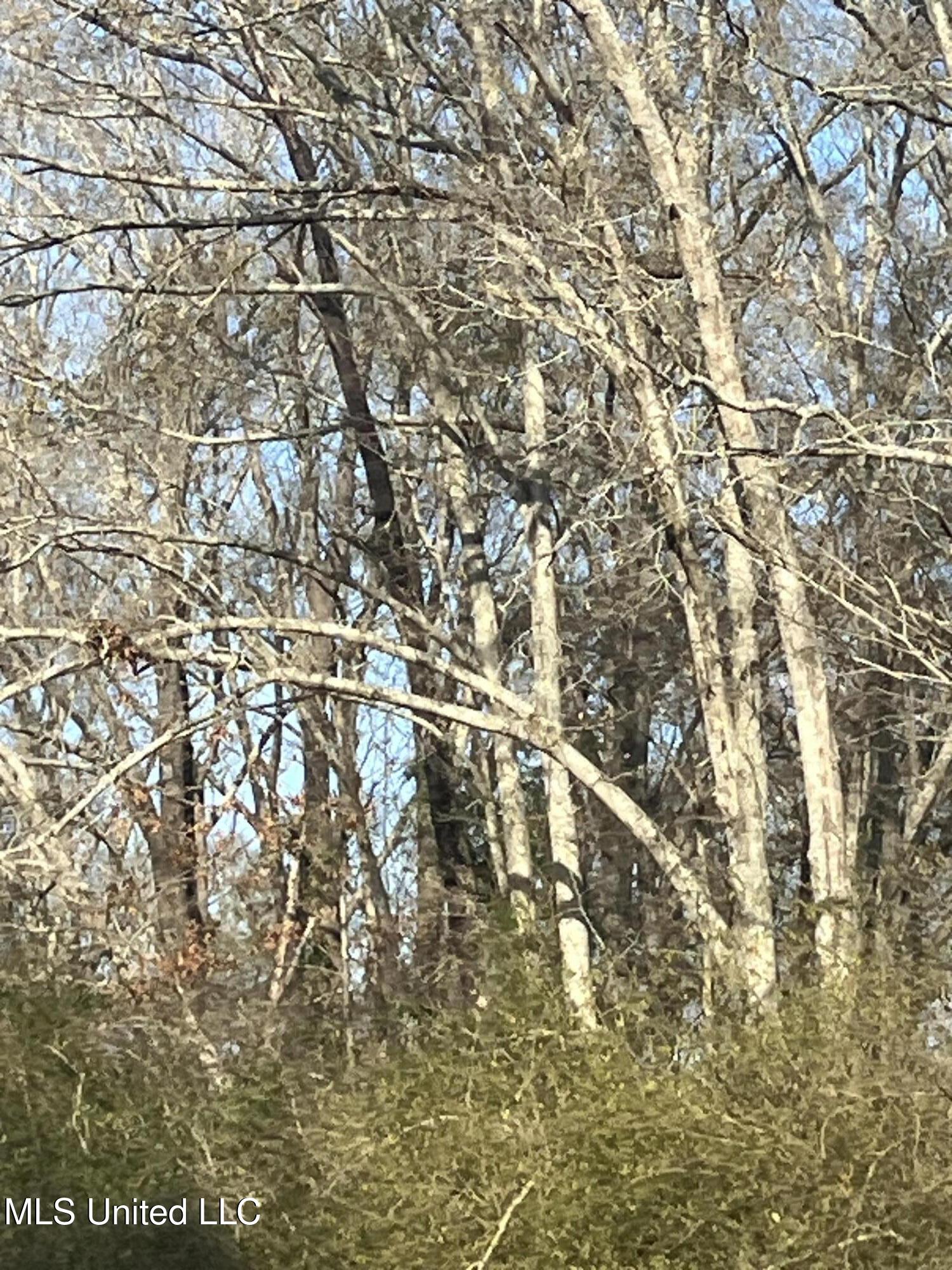 0 Adams Station Road Utica, MS 39175 - Photo 3 of 4 IMG_3849