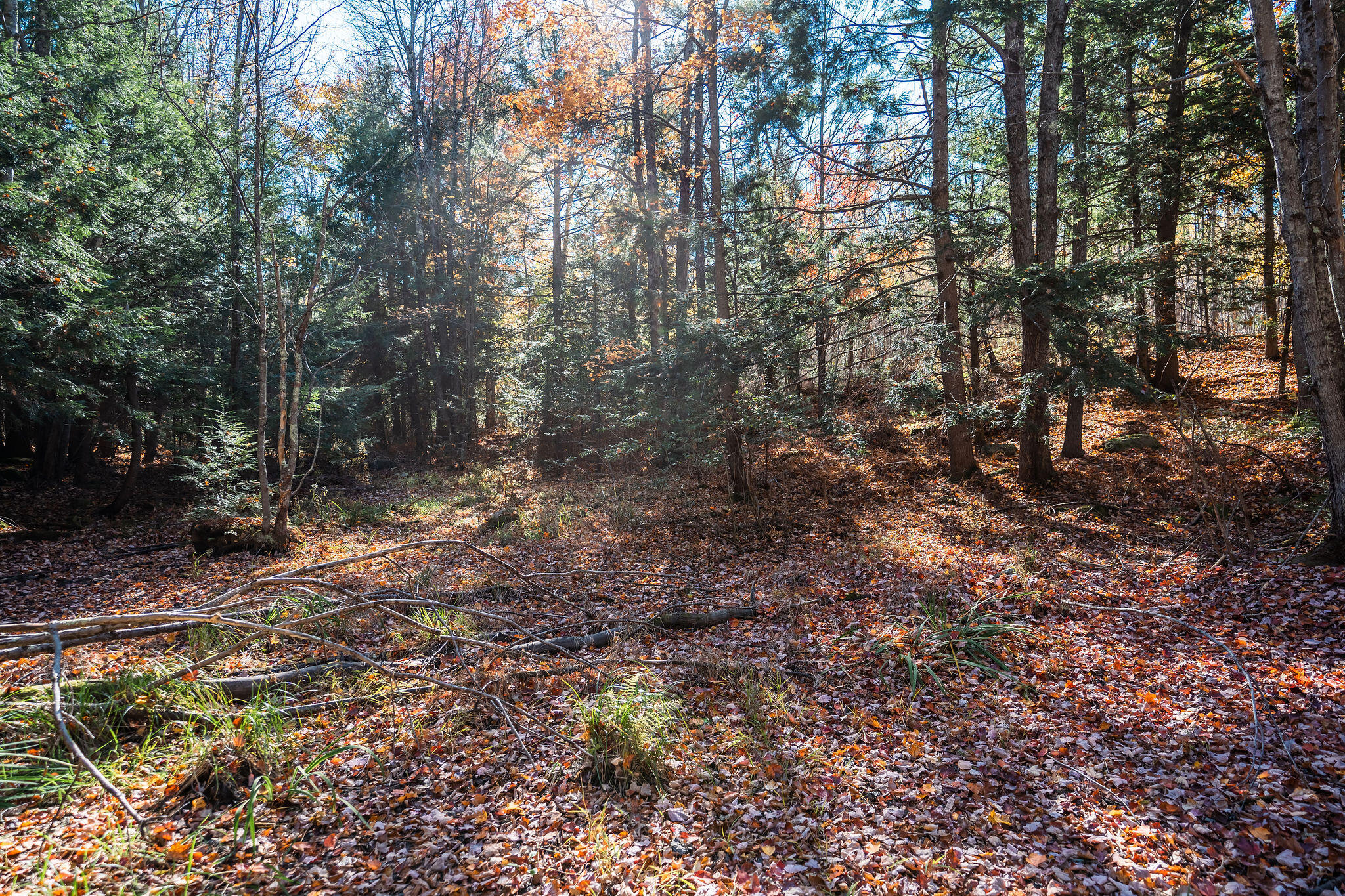 1c Centre Road Wales, ME 04280 - Photo 7 of 29 Mix of wooded and open areas