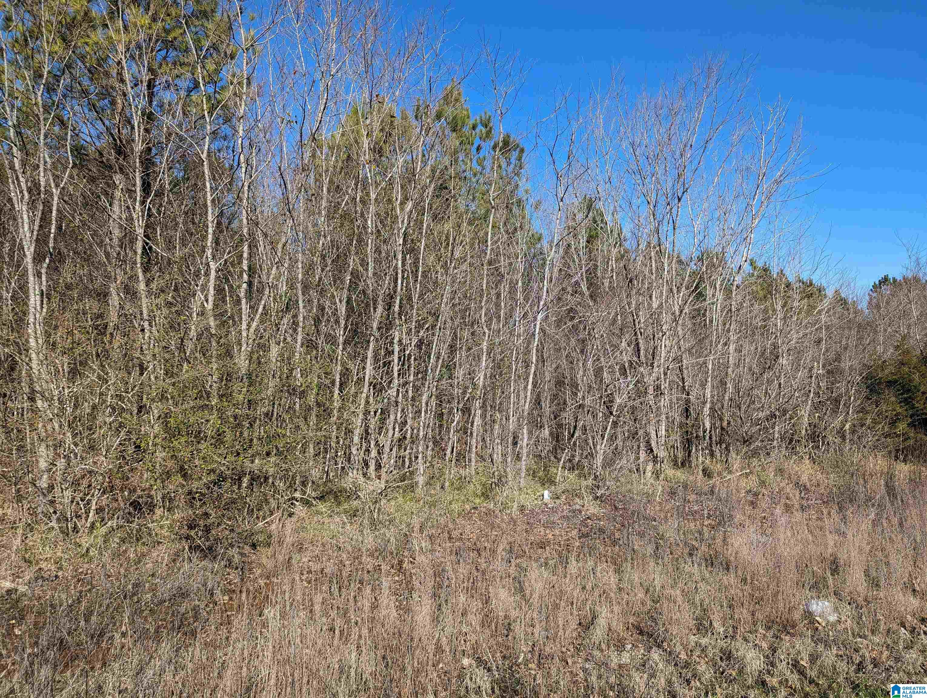 0 Chandler Springs Road Talladega, AL 35160 - Photo 12 of 35