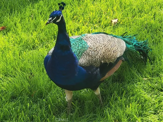 $1,149,000 | 3837 Mountain View Avenue, Pasadena, CA 91107