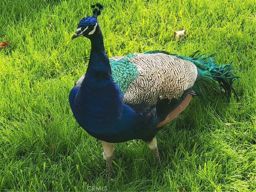 3837 Mountain View Avenue Pasadena, CA 91107 - Photo 39 of 41 a view of a backyard