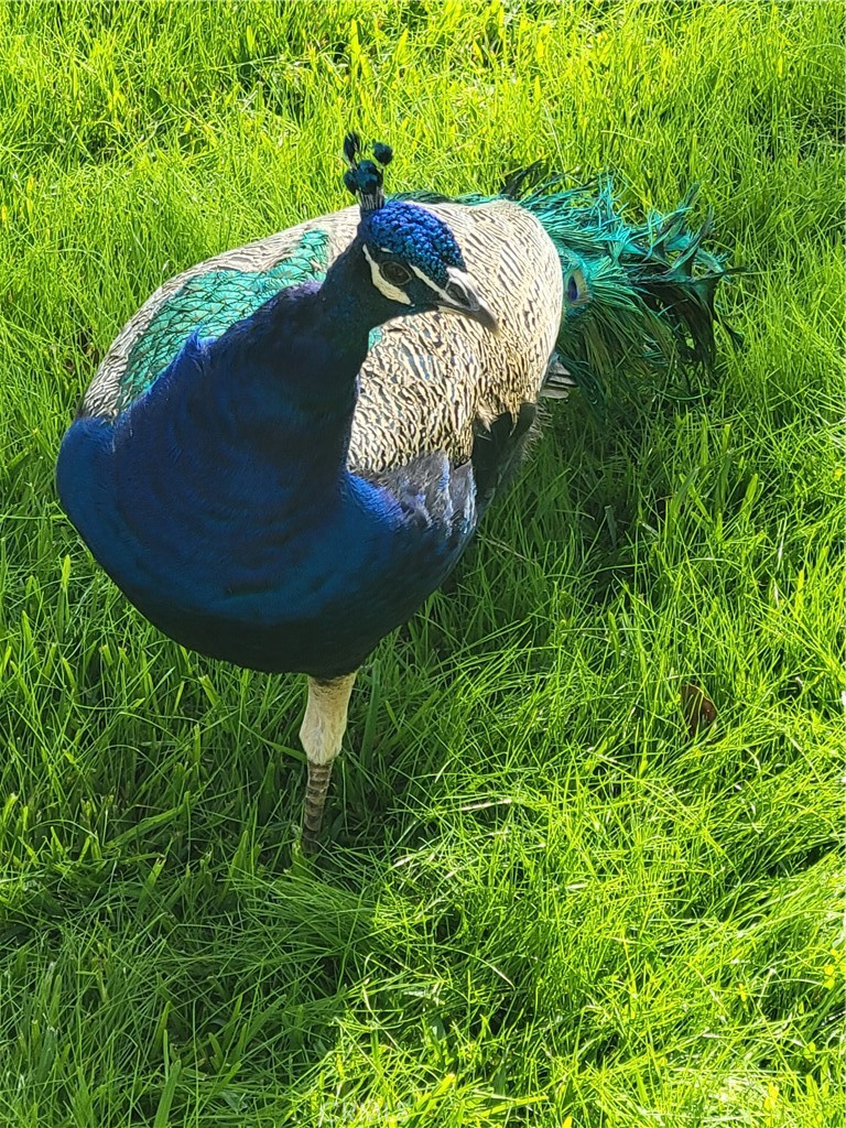 3837 Mountain View Avenue Pasadena, CA 91107 - Photo 40 of 41 a view of outdoor space and yard