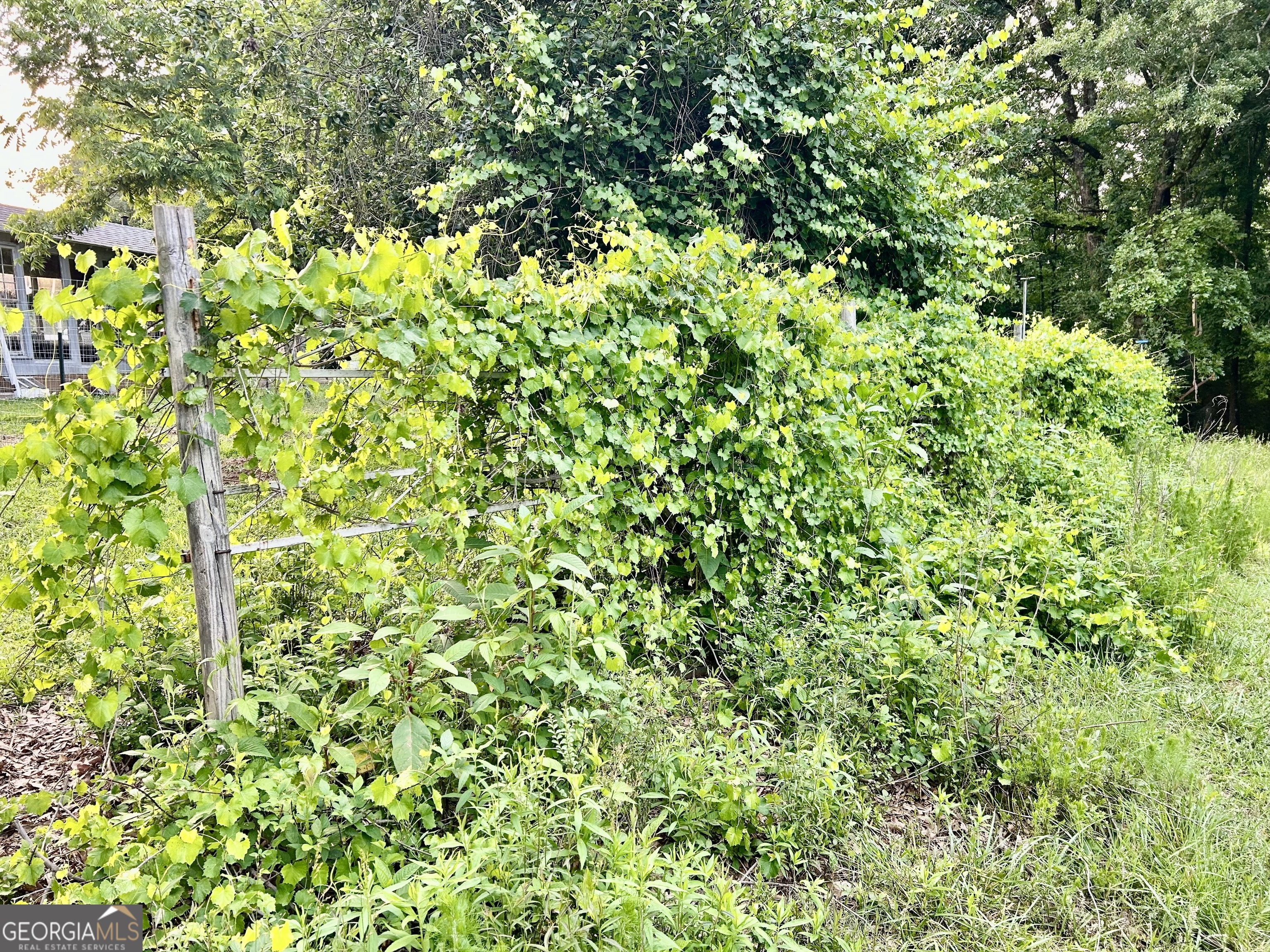 3272 Horace Road Bowman, GA 30624 - Photo 36 of 40 a view of a plant with a tree