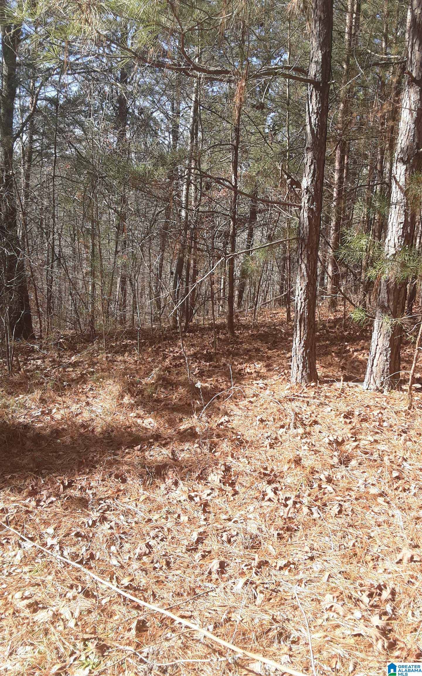 5385 Littleton Kilgore Road Dora, AL 35062 - Photo 9 of 27