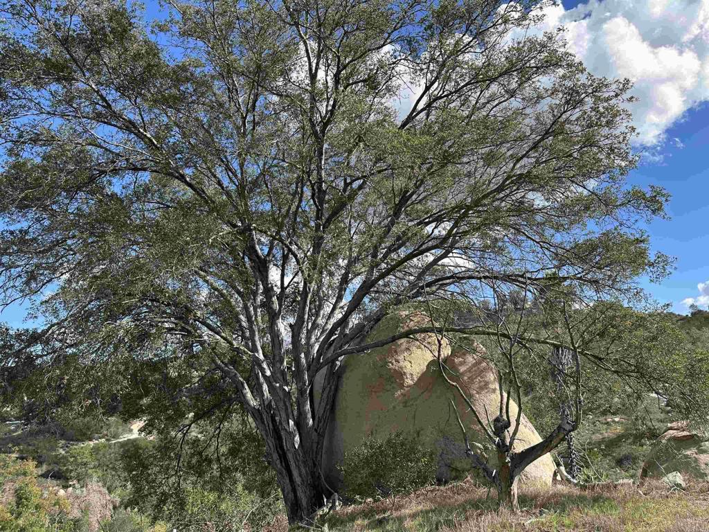 2494 Donnil Lane Fallbrook, CA 92028 - Photo 31 of 61