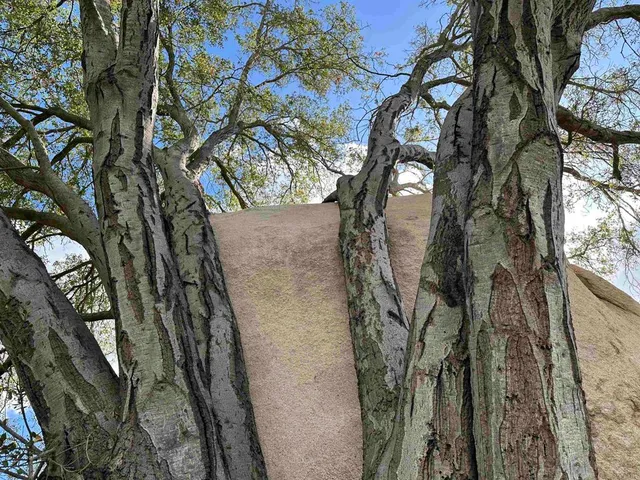 a view of a field of mountains and trees