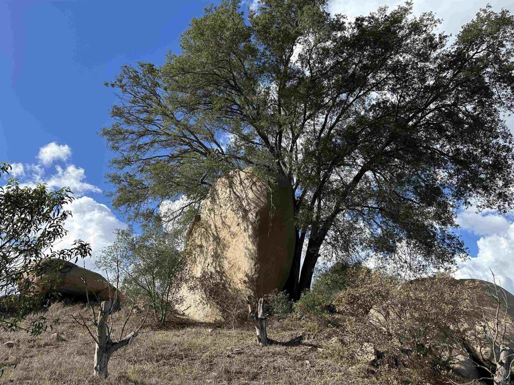 2494 Donnil Lane Fallbrook, CA 92028 - Photo 33 of 61 a view of a tree with a yard
