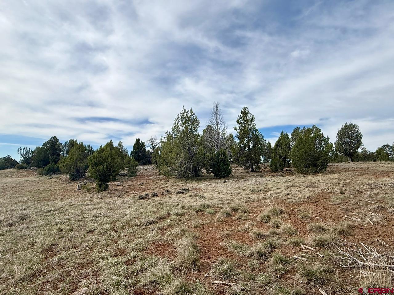 2543 Wrangler Way Durango, CO 81303 - Photo 12 of 29 a view of a dry yard with trees in the background