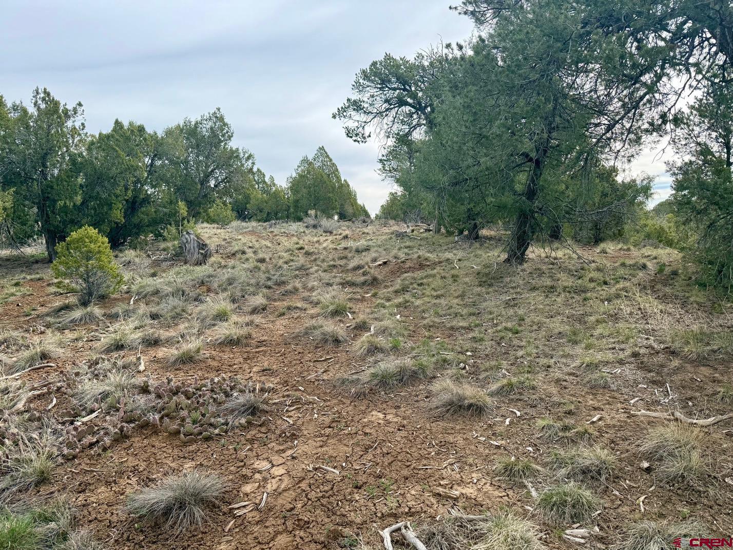 2543 Wrangler Way Durango, CO 81303 - Photo 15 of 29 a view of a dry yard with trees