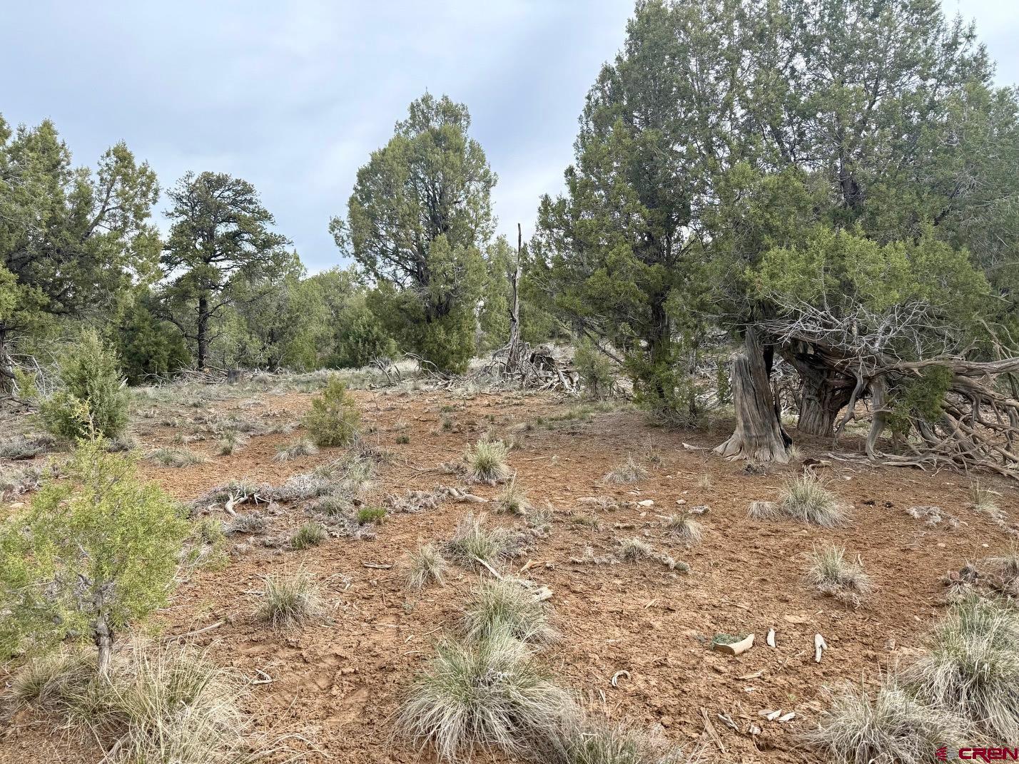 2543 Wrangler Way Durango, CO 81303 - Photo 18 of 29 a view of a dry yard with trees in the background