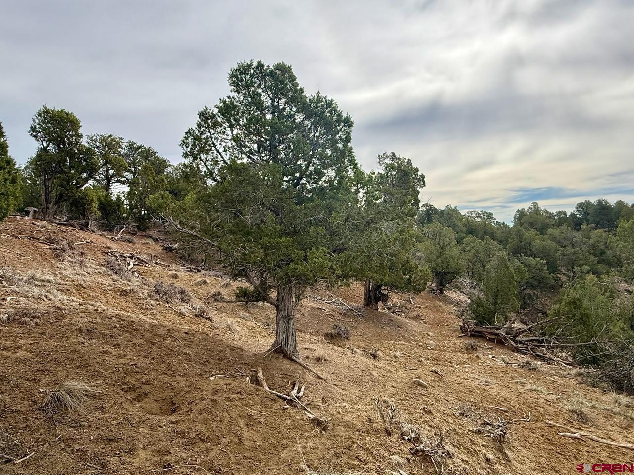 2543 Wrangler Way Durango, CO 81303 - Photo 20 of 29 a view of a yard with a tree