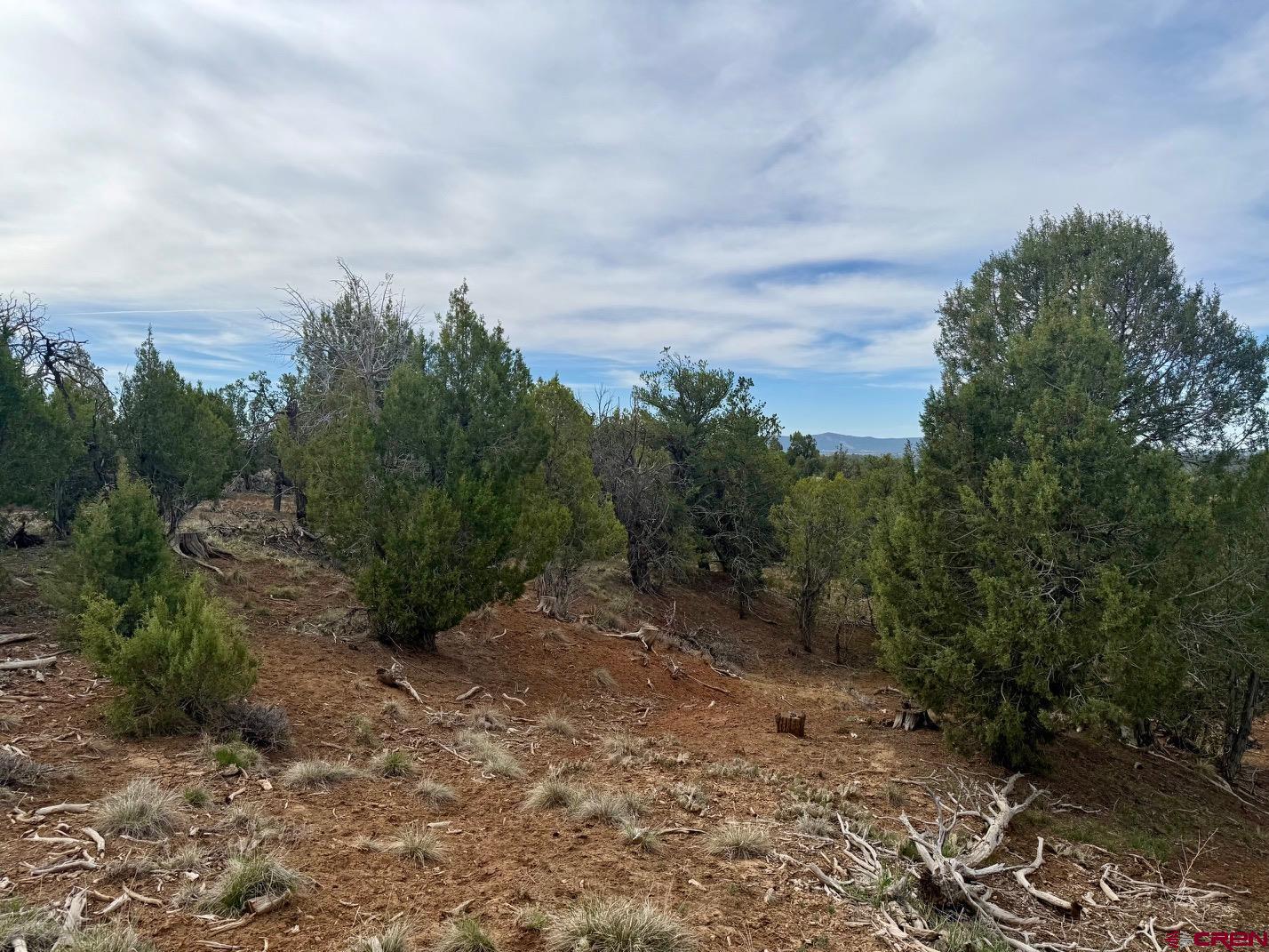 2543 Wrangler Way Durango, CO 81303 - Photo 9 of 29 a view of a dry yard with trees in the background