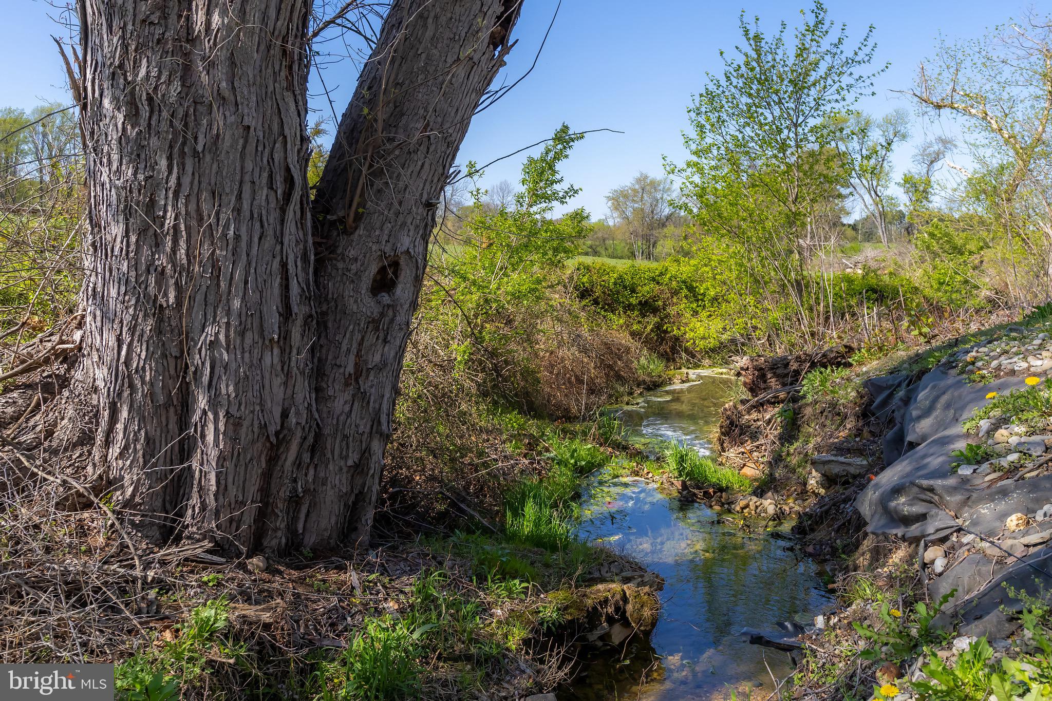 578 Eldridges Hill Road Pilesgrove, NJ 08098 - Photo 18 of 20 a view of a garden with plants and large trees