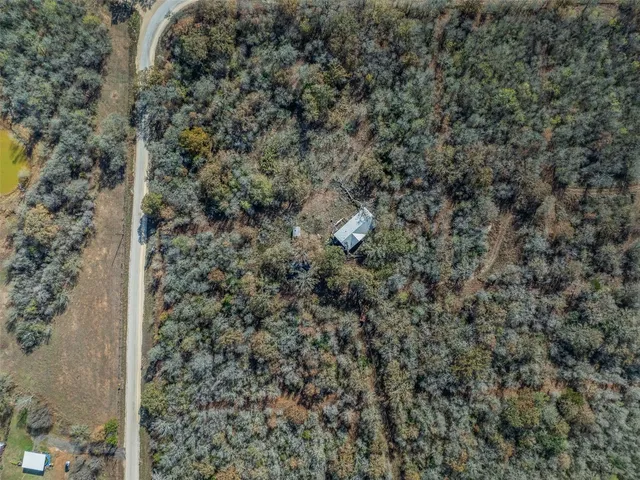 a close up of a plant in a yard