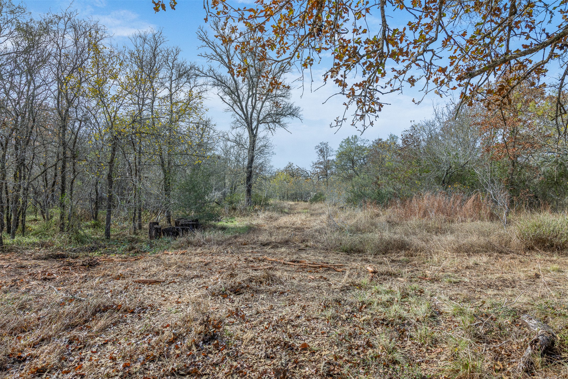 840 Bugtussle Lane Luling, TX 78648 - Photo 9 of 12 a view of a forest with trees in the background