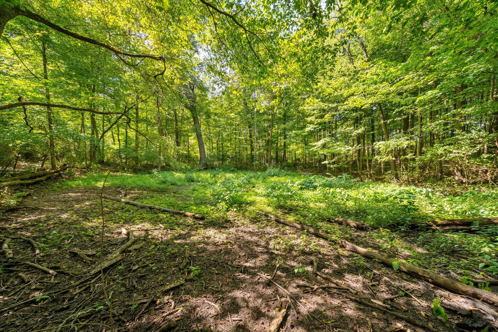 4356 Hawk Road Mechanicsburg, OH 43044 - Photo 89 of 115 Relax in the woods