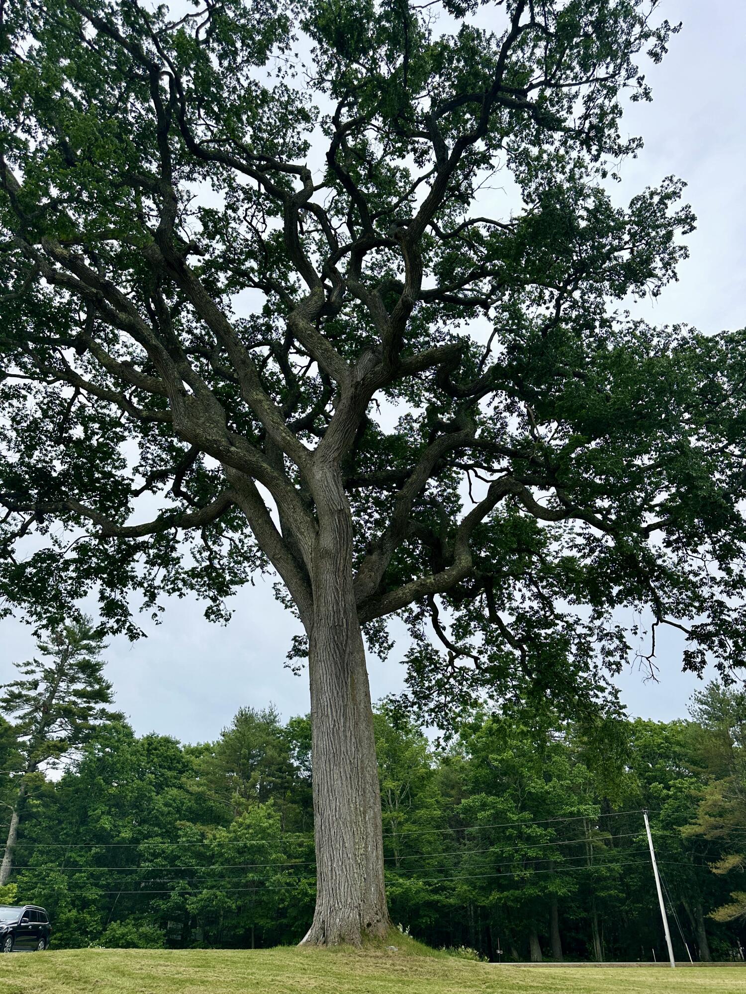 357 Holmes Road Scarborough, ME 04074 - Photo 6 of 60 Tree