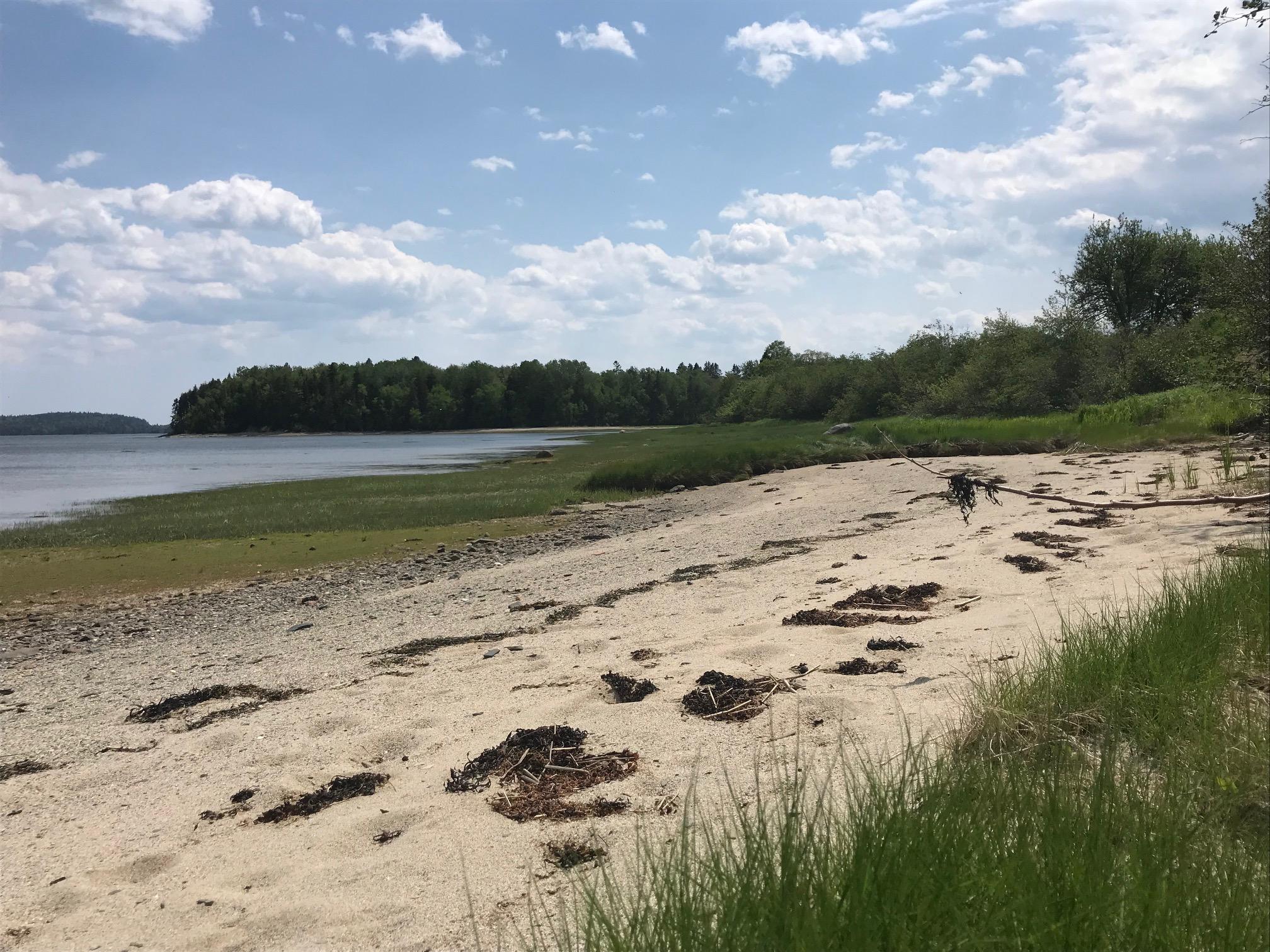 0 Horn Road Harrington, ME 04643 - Photo 5 of 19 IMG_7727