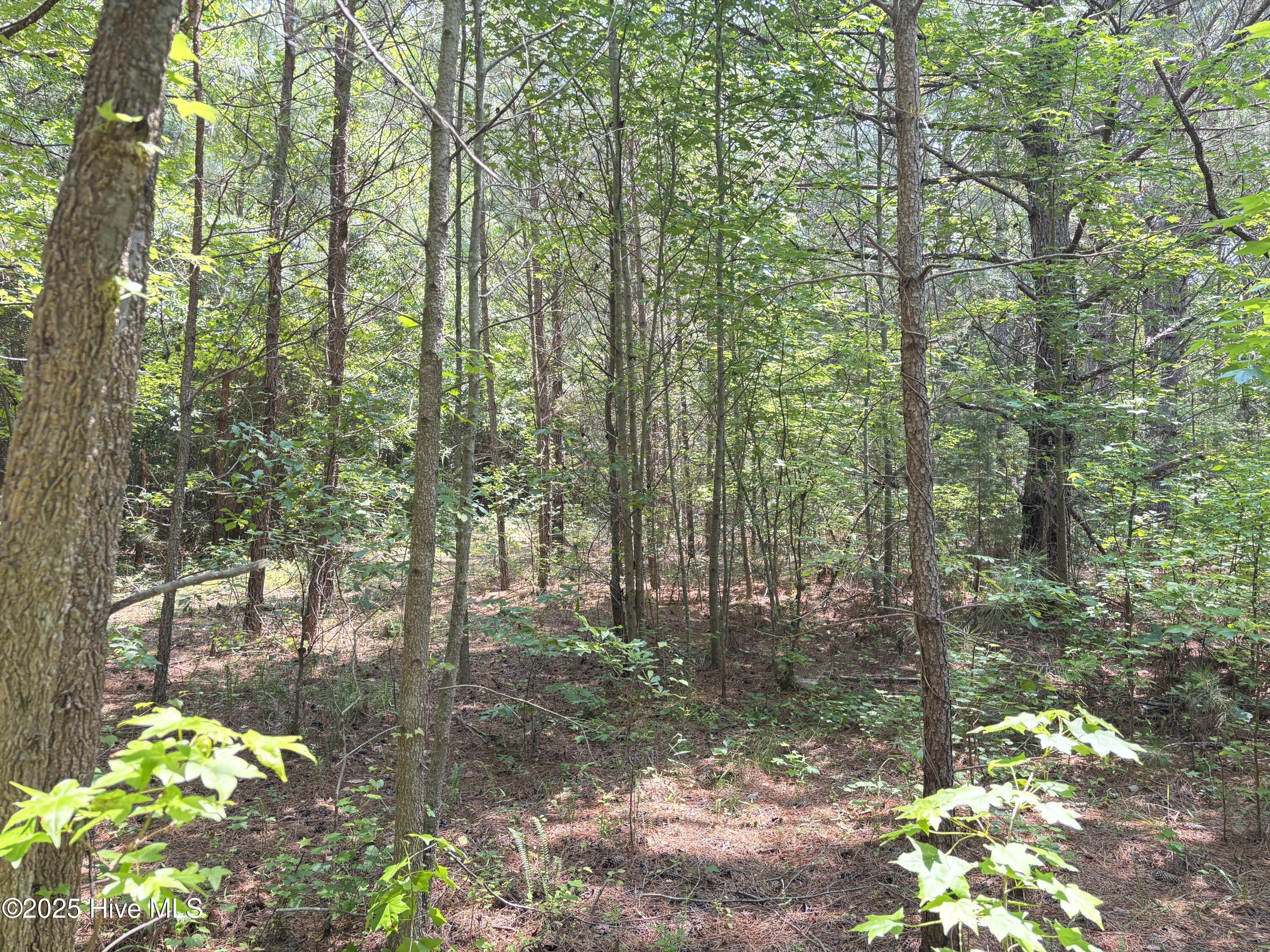 Lot 25 Buckhorn Church Road Como, NC 27818 - Photo 11 of 15 IMG_2787
