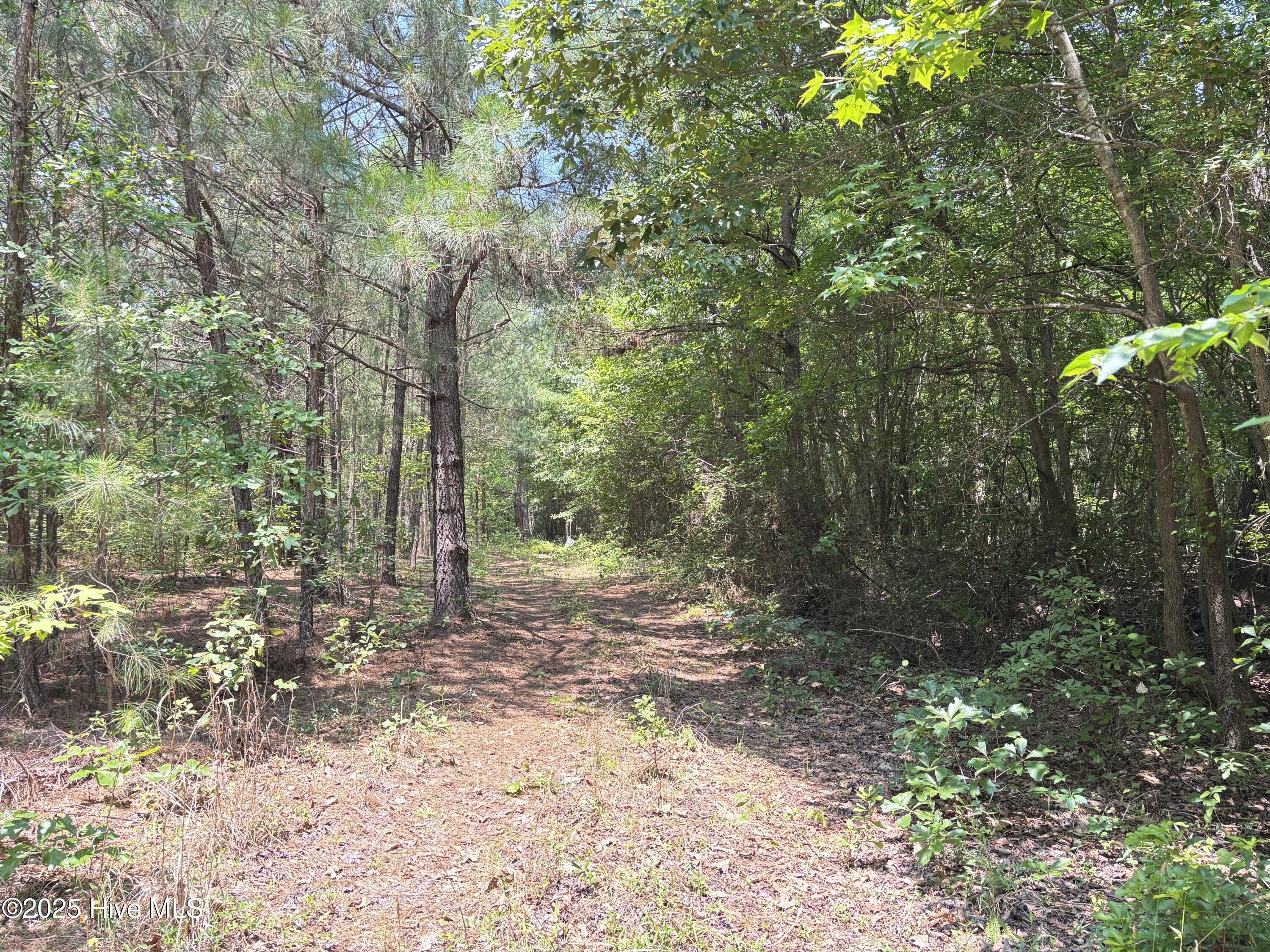 Lot 25 Buckhorn Church Road Como, NC 27818 - Photo 3 of 15 IMG_2778