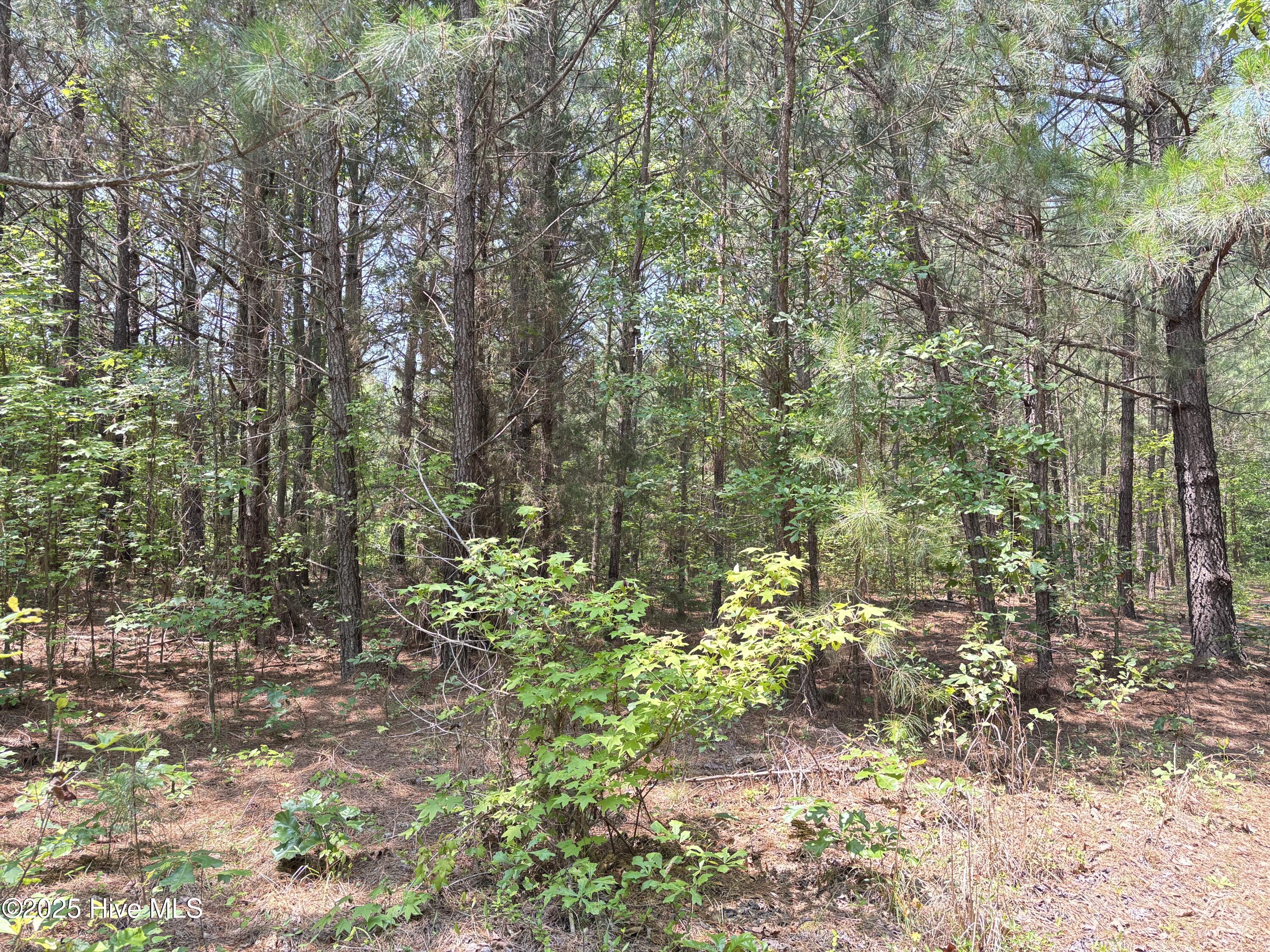 Lot 25 Buckhorn Church Road Como, NC 27818 - Photo 4 of 15 IMG_2779
