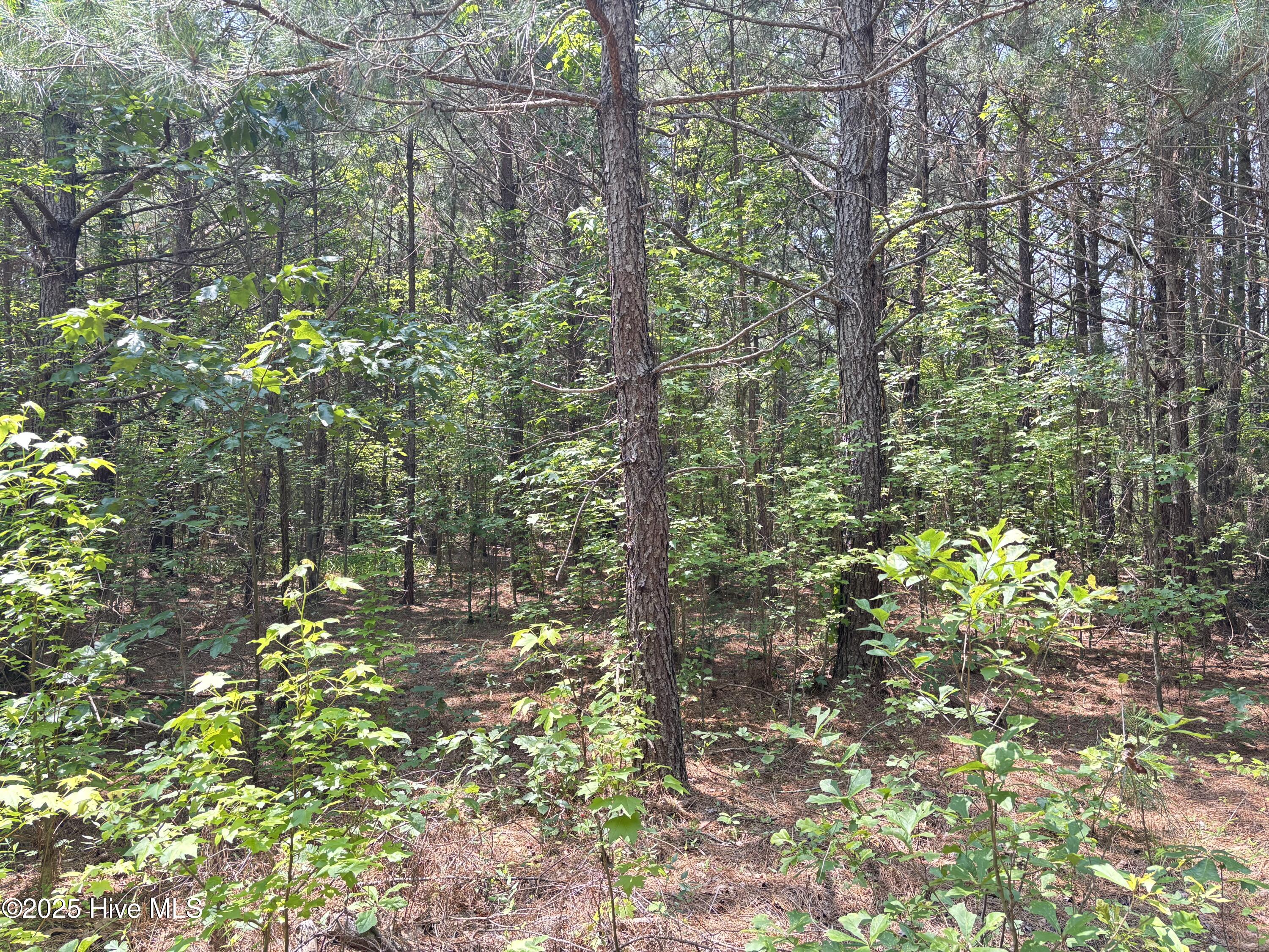 Lot 25 Buckhorn Church Road Como, NC 27818 - Photo 5 of 15 IMG_2780