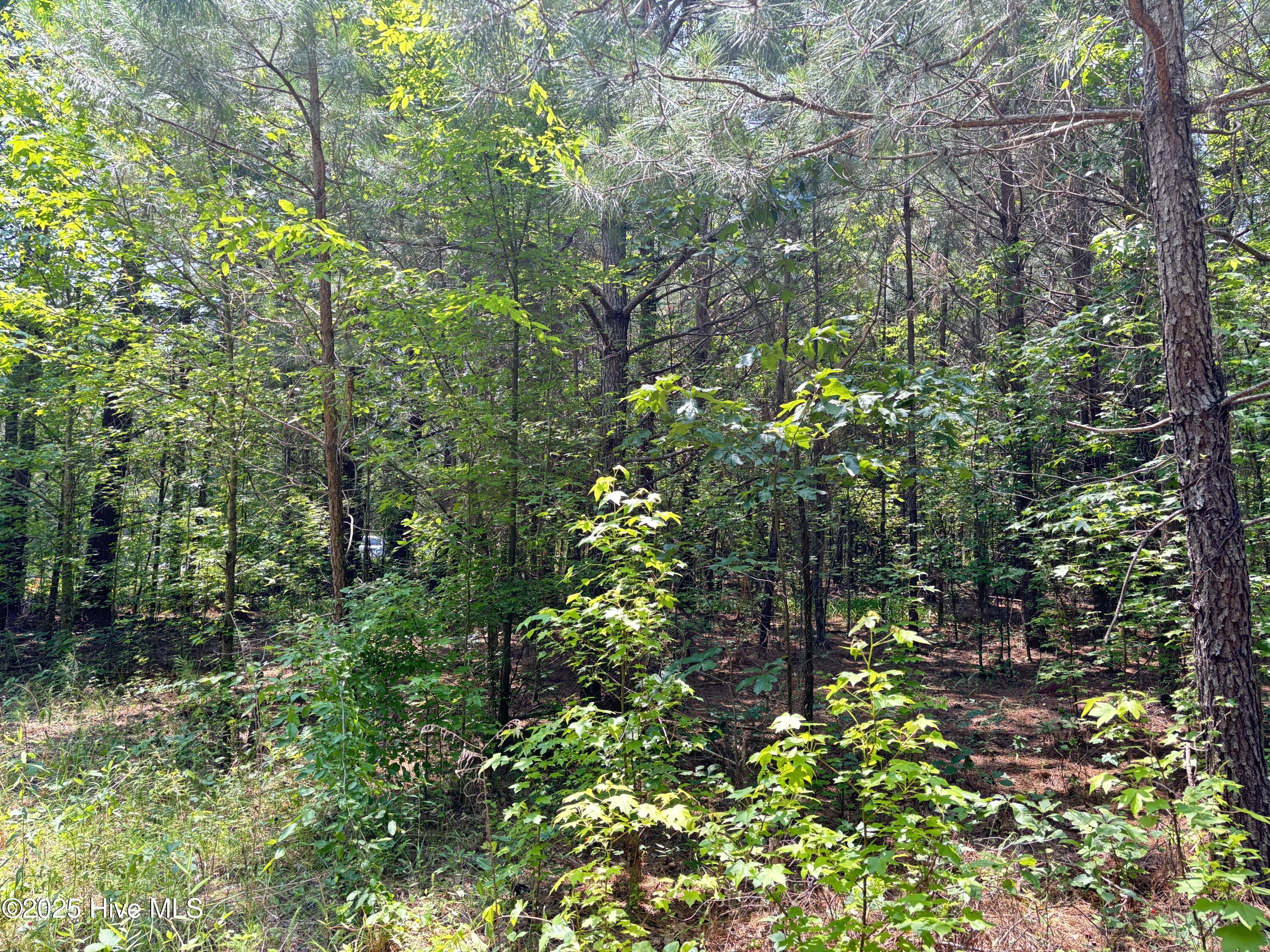 Lot 25 Buckhorn Church Road Como, NC 27818 - Photo 6 of 15 IMG_2781