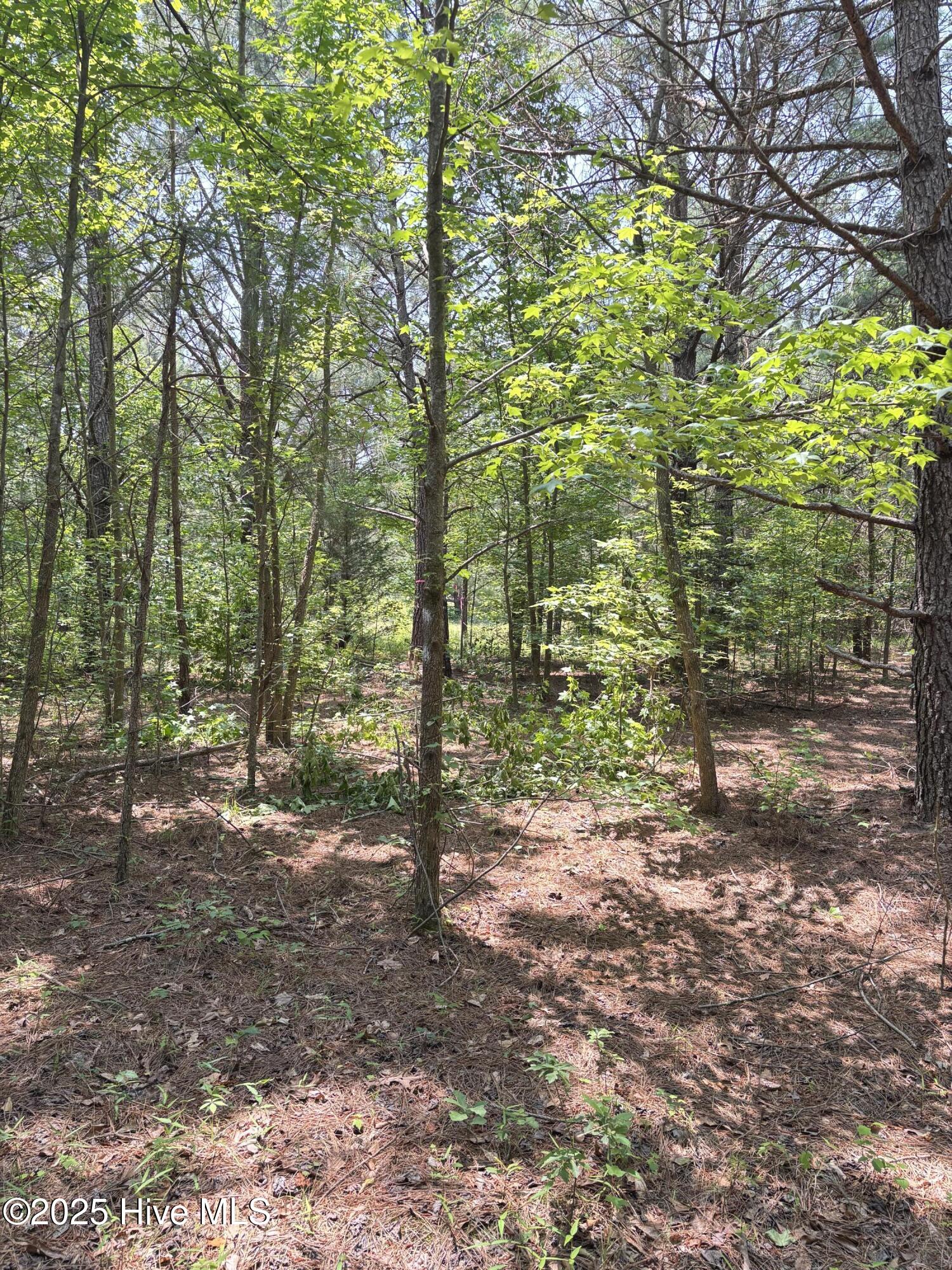 Lot 25 Buckhorn Church Road Como, NC 27818 - Photo 8 of 15 IMG_2783