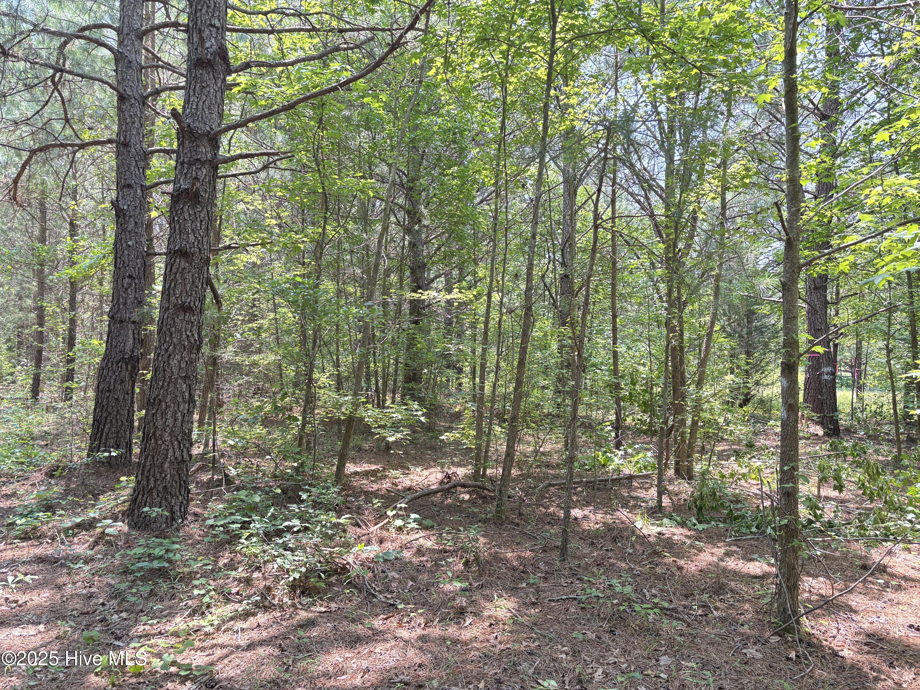 Lot 25 Buckhorn Church Road Como, NC 27818 - Photo 10 of 15 IMG_2785
