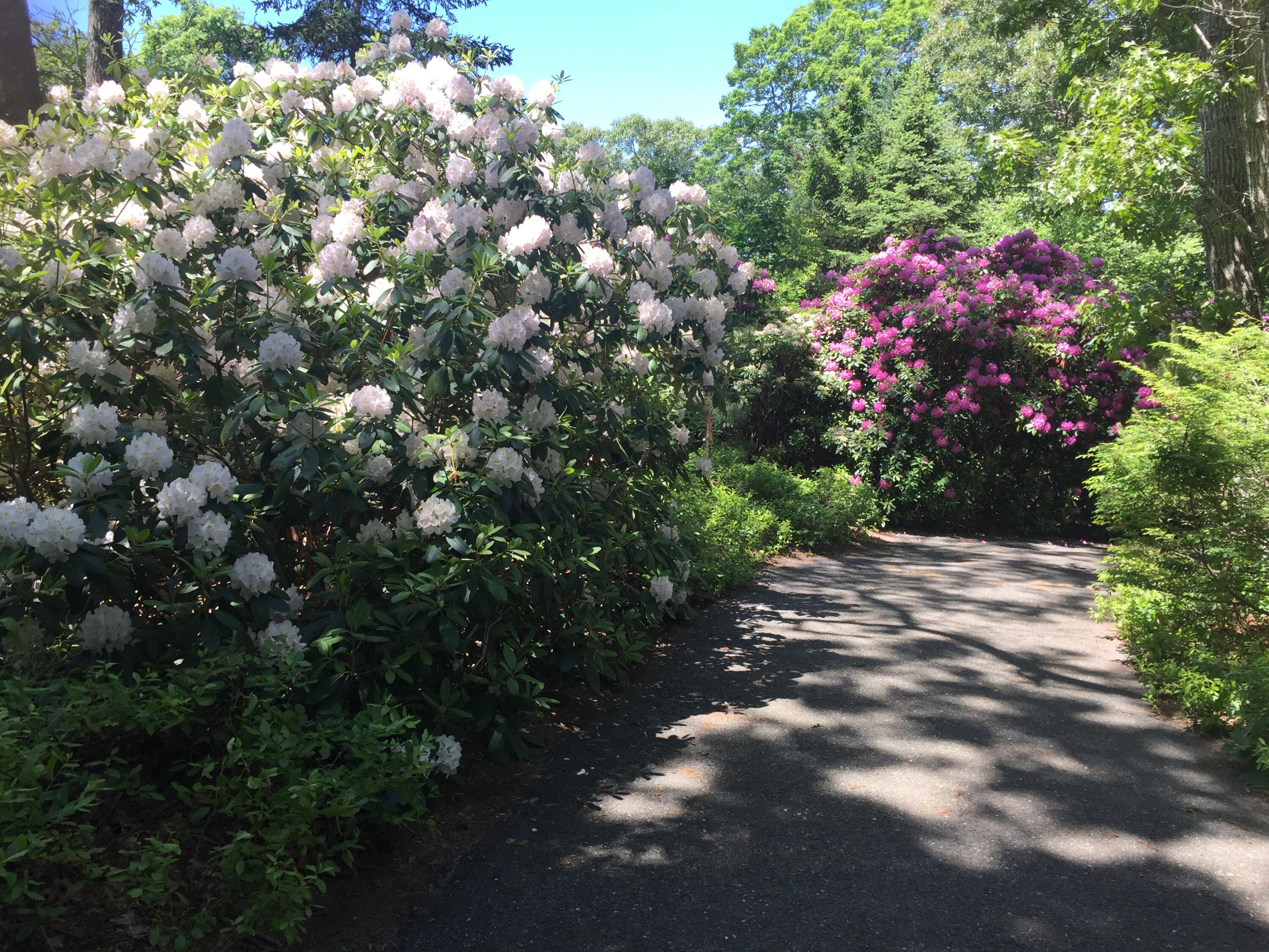 375 Barnes Road Oak Bluffs, MA 02557 - Photo 20 of 31 IMG_6957 (002)