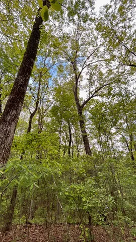 a view of outdoor space and trees