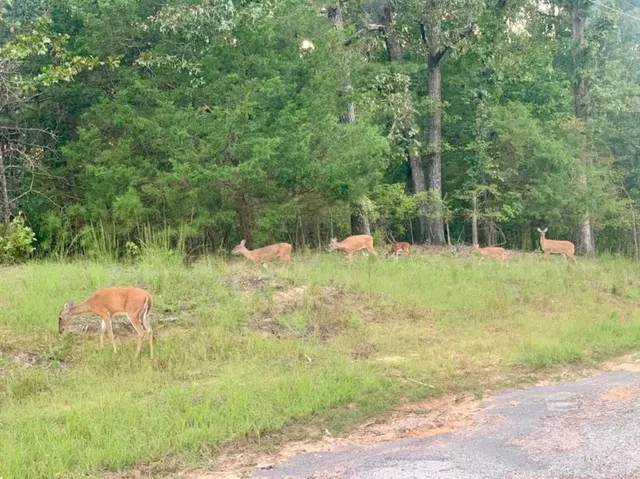 a big yard with trees