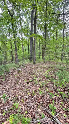 a big yard with lots of green space and trees