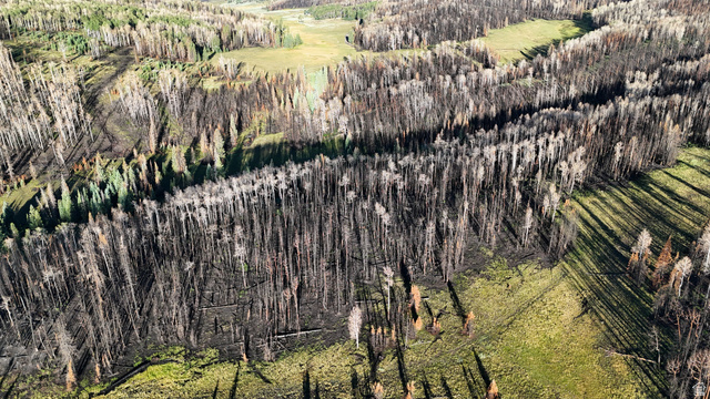 123 Tbd Monroe Canyon Road Monroe, UT 84754 - Photo 44 of 92 Expansive acreage featuring a mix of established evergreen and deciduous trees, alongside cleared grassy areas