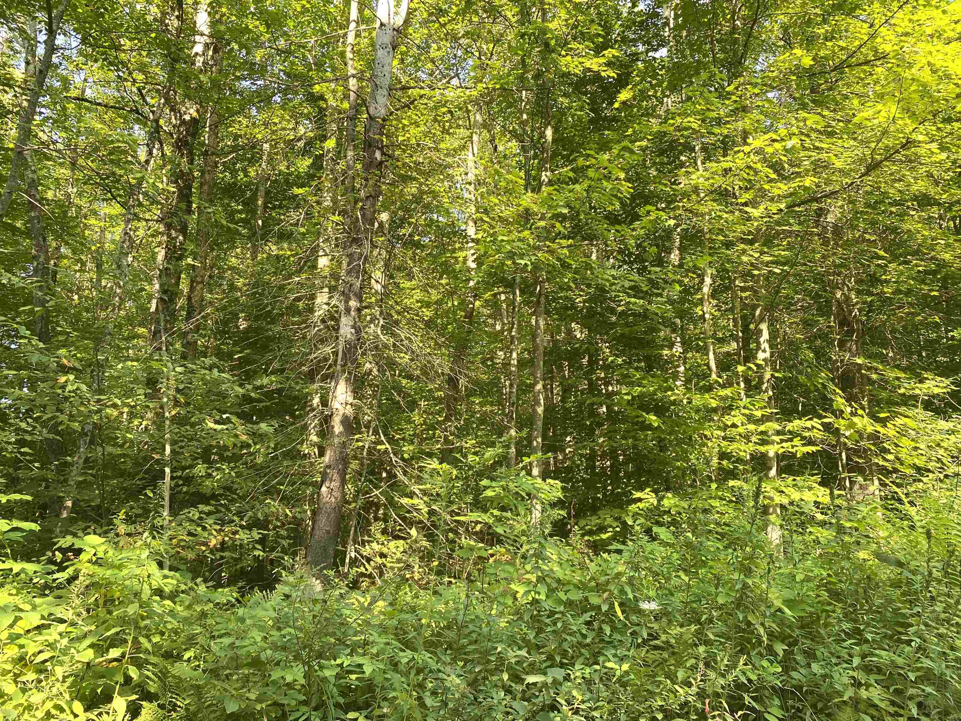 0 North Branch Road Ripton, VT 05766 - Photo 6 of 16